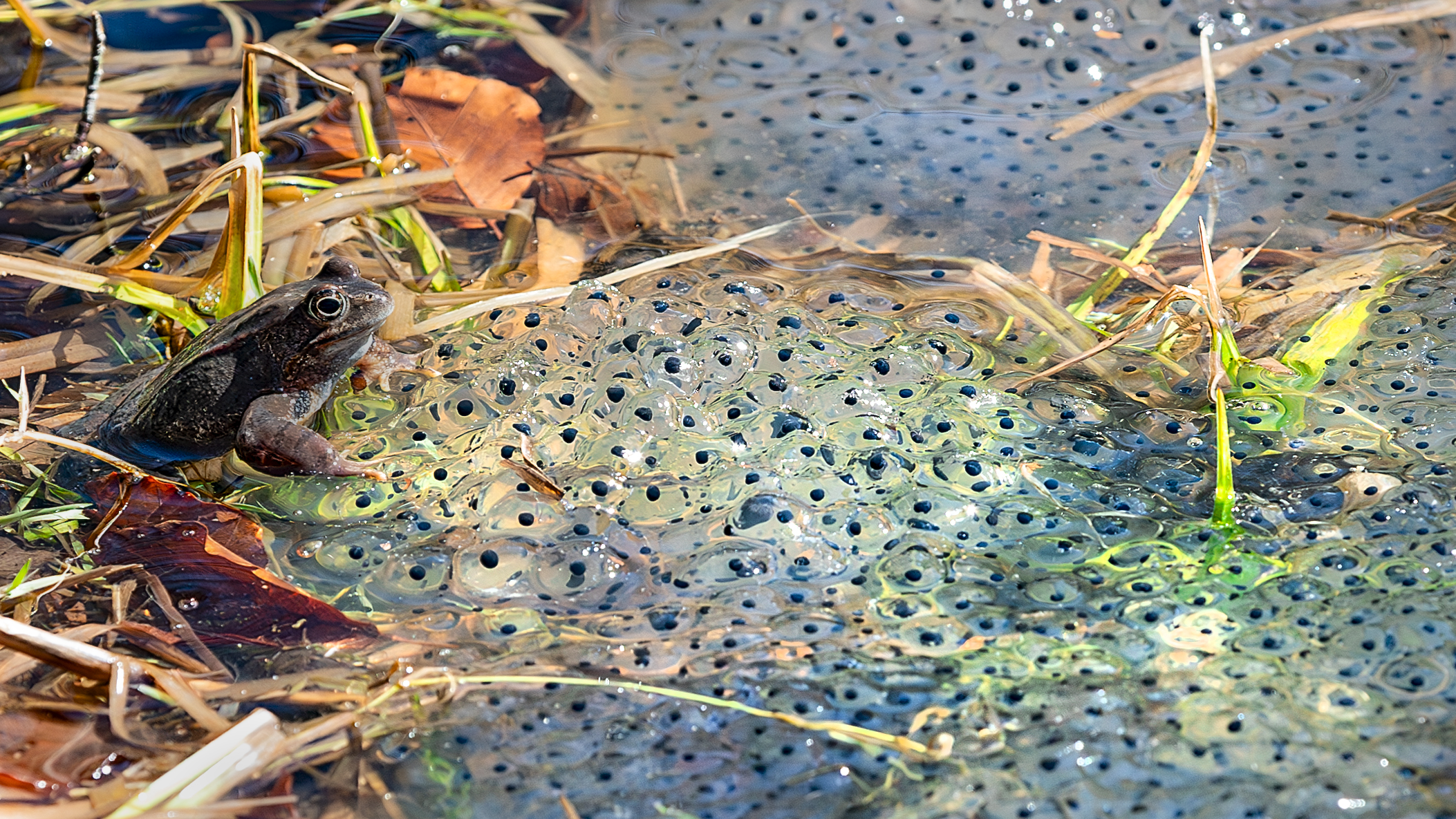 Rana temporaria con uova