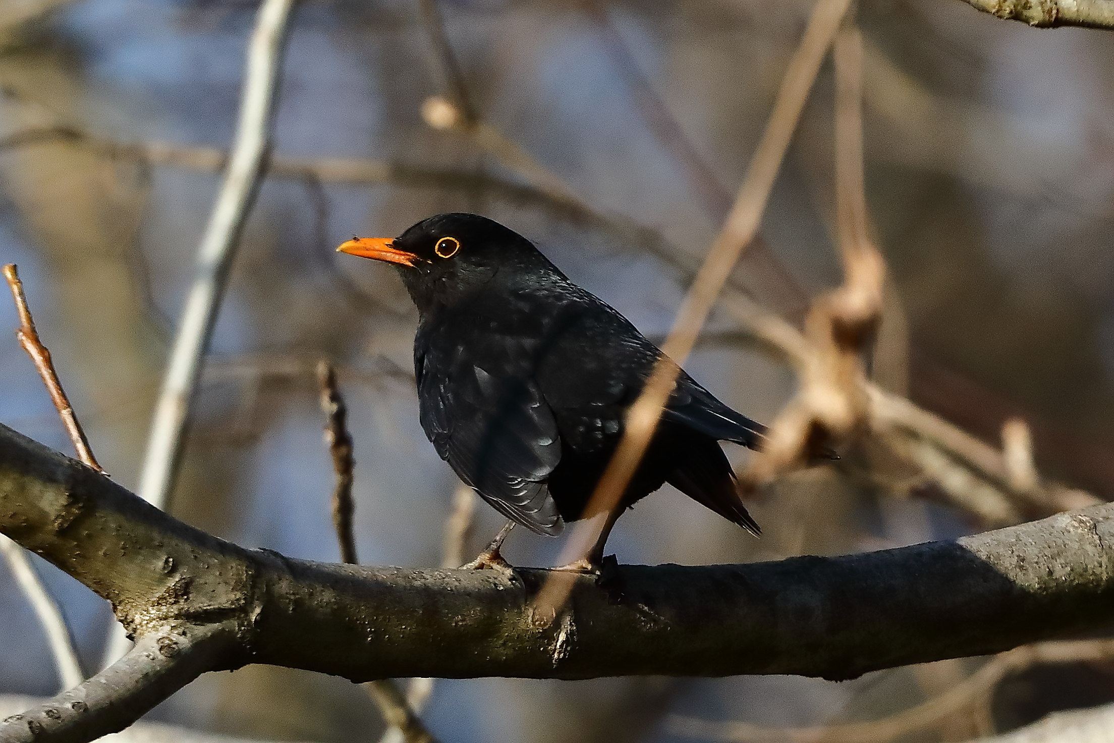 Merlo M 24 January 2024 - 0048