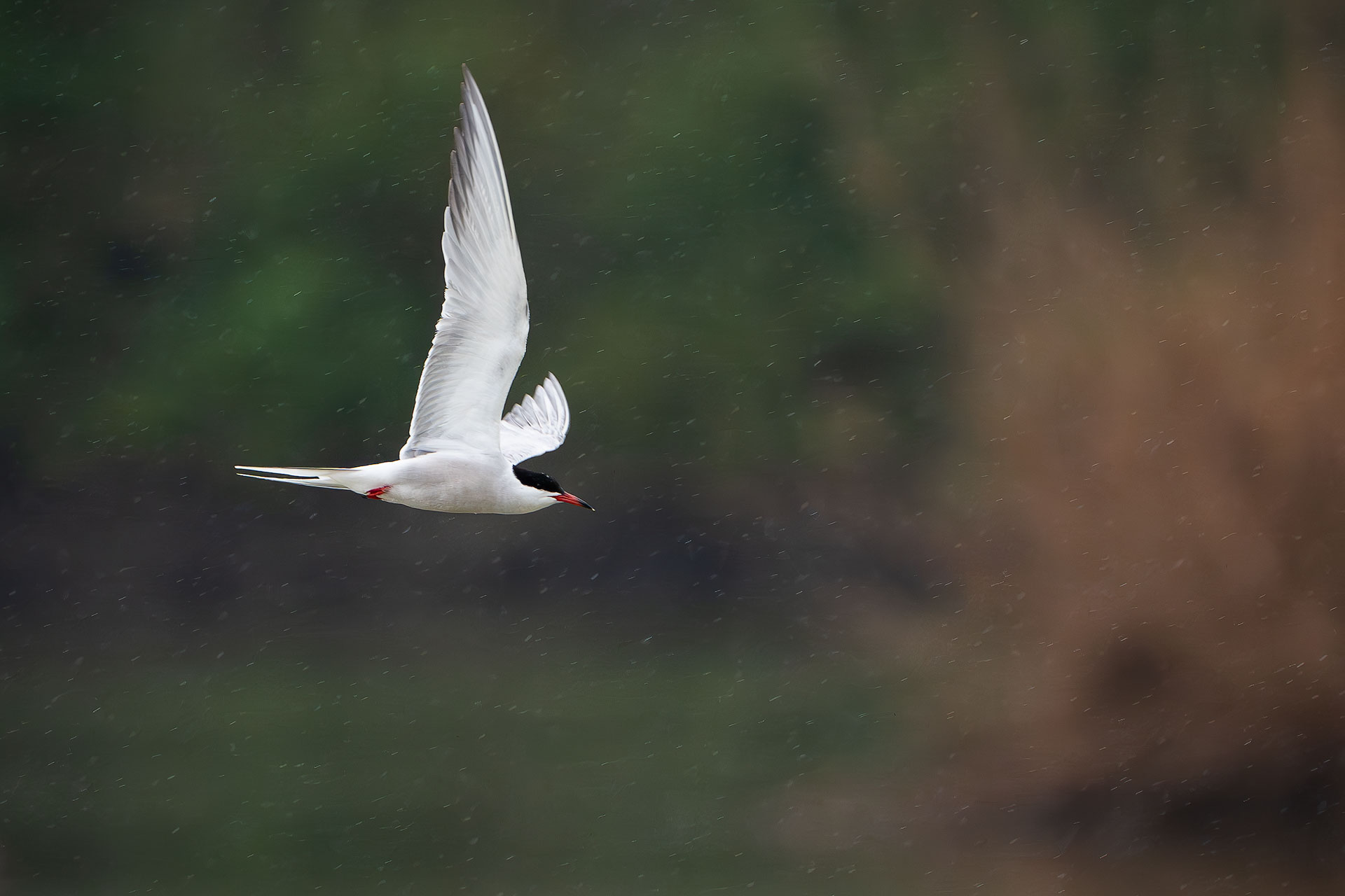 La sterna e la pioggia
