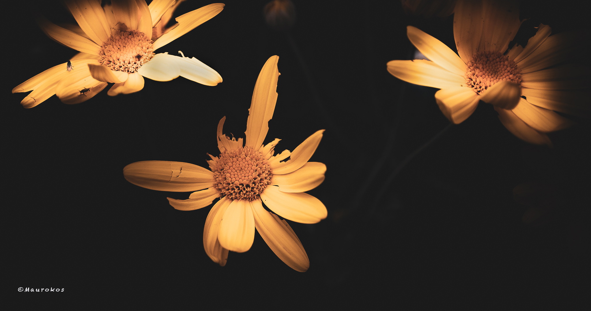 Flying Flowers