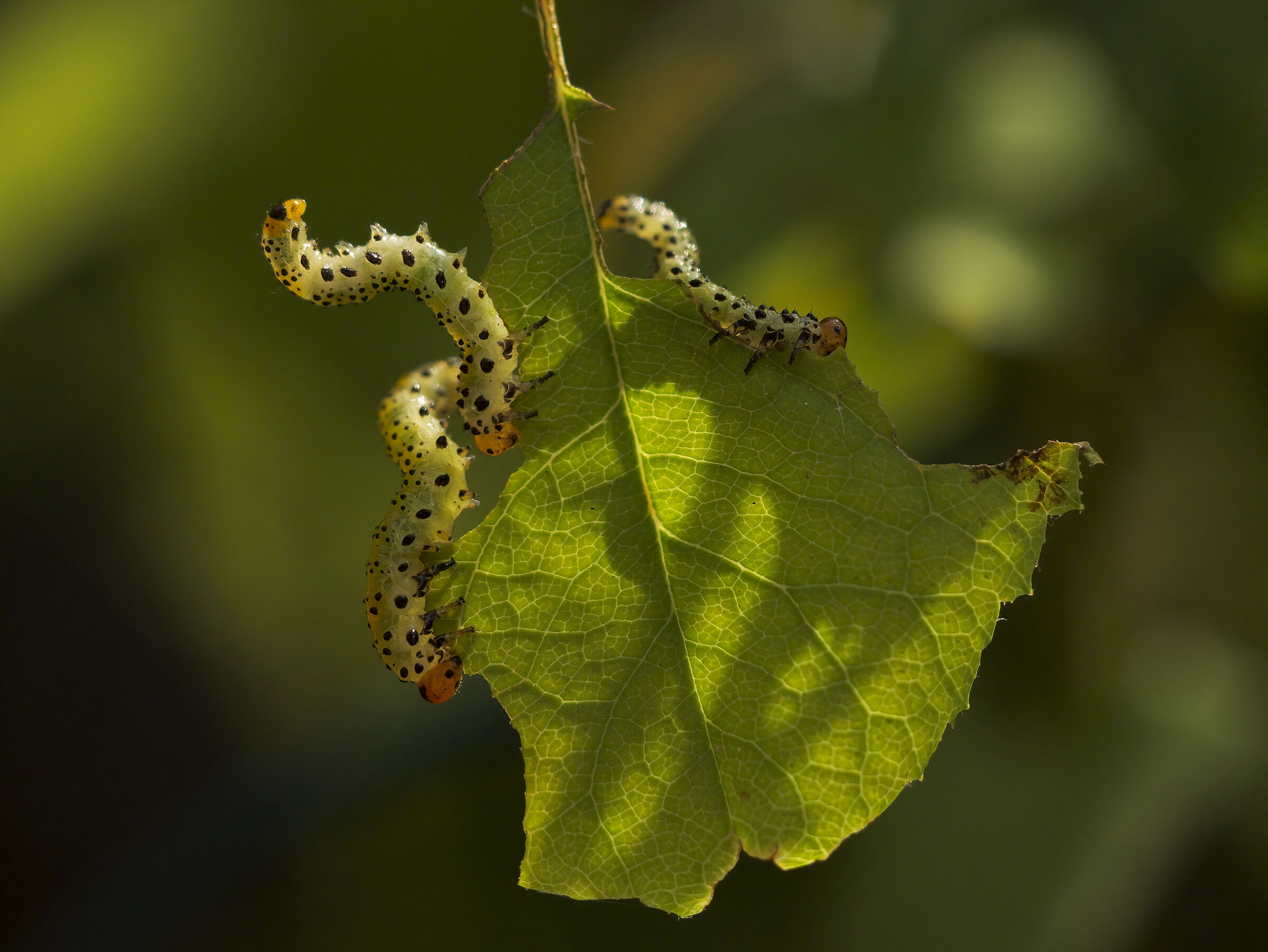 The Terror of Rose Leaves