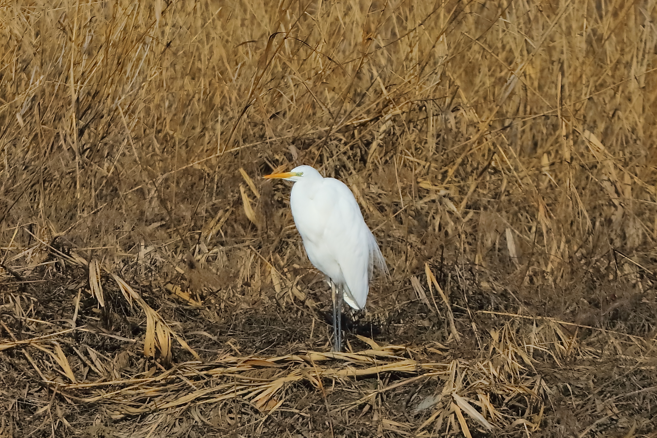 Airone BM 24 January 2024 - 0062