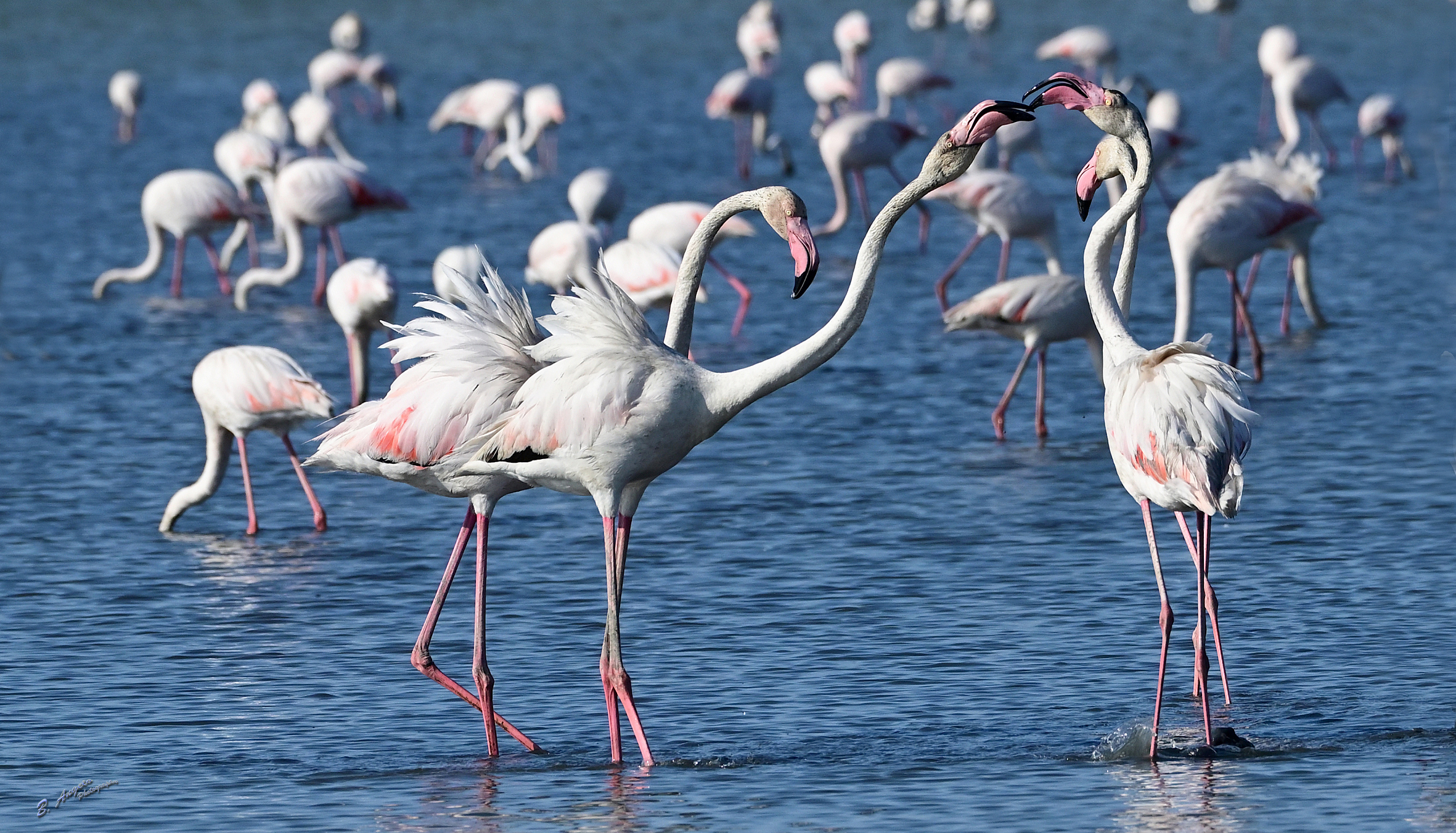" Fenicotteri rosa "