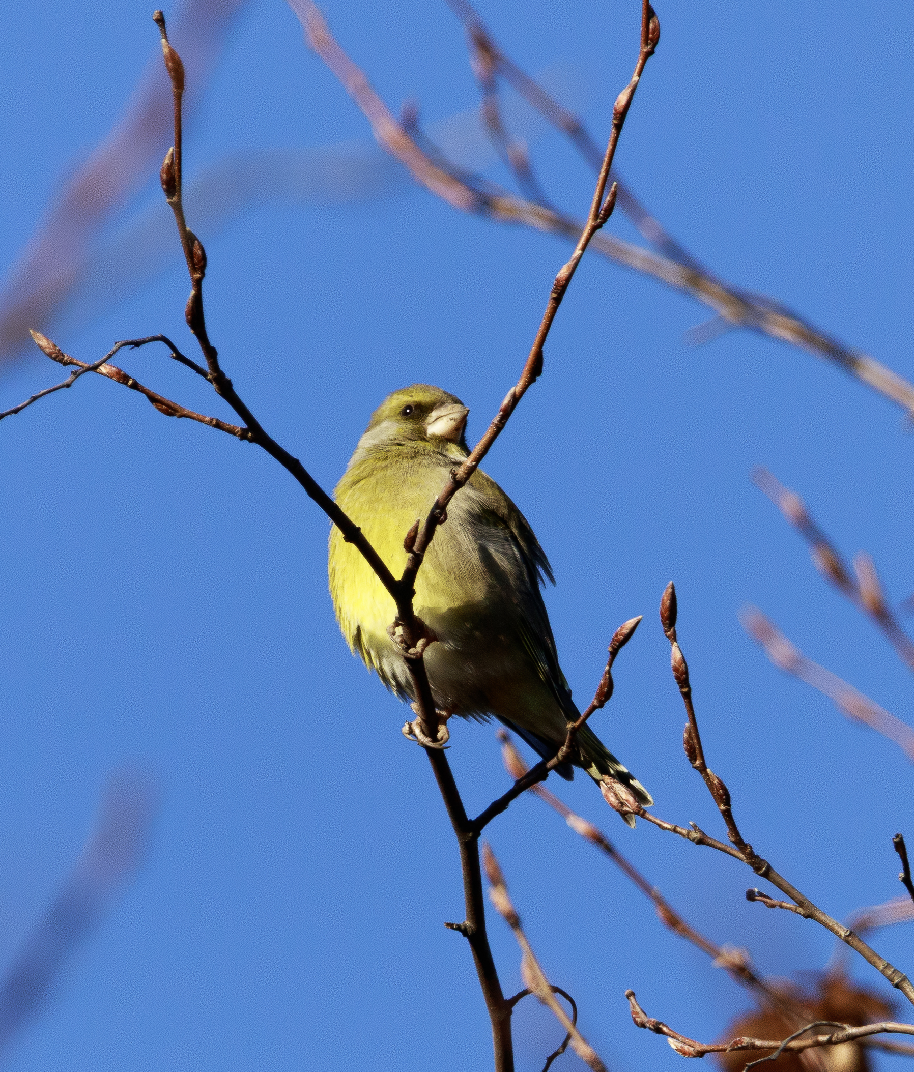 Verdone Comune Parco Borromeo Cesano M. MB 13/12/2021