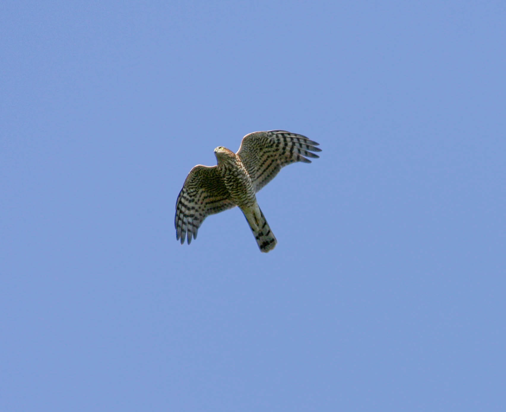 Goshawk