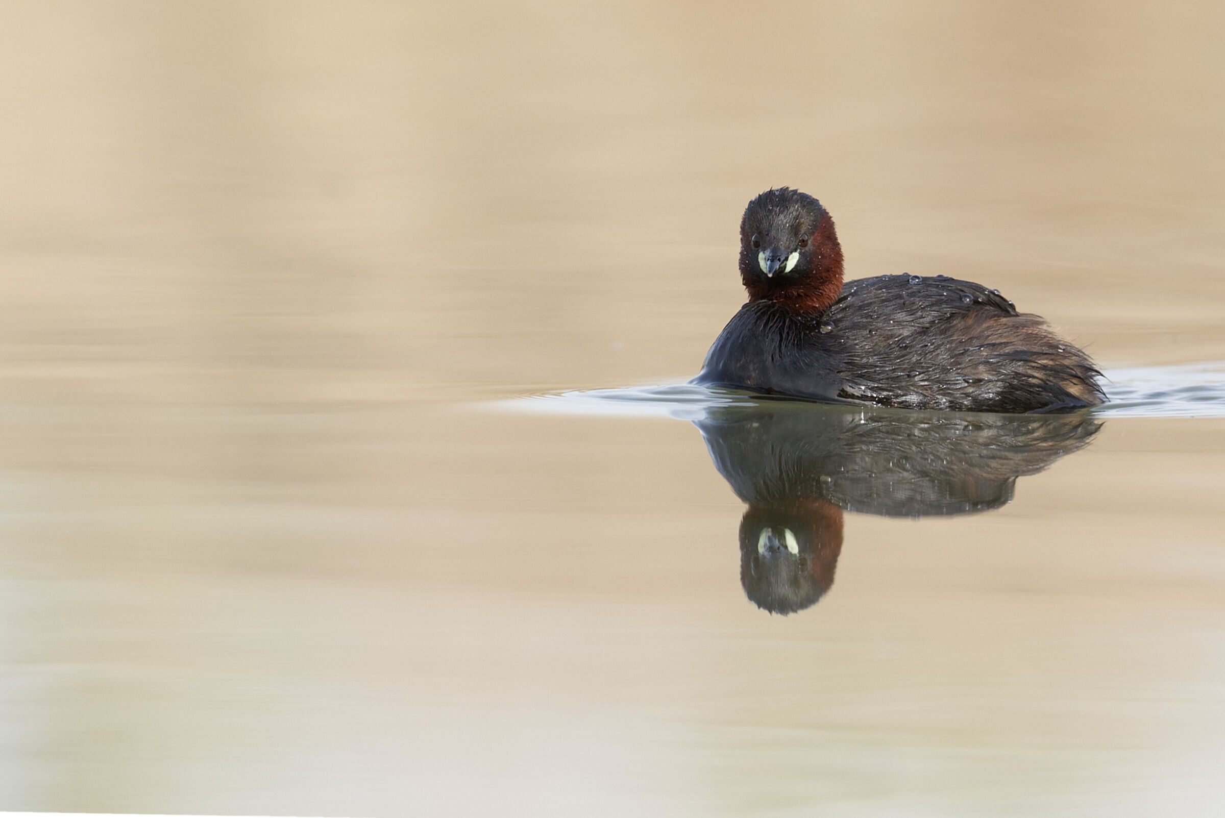 Common Grebe