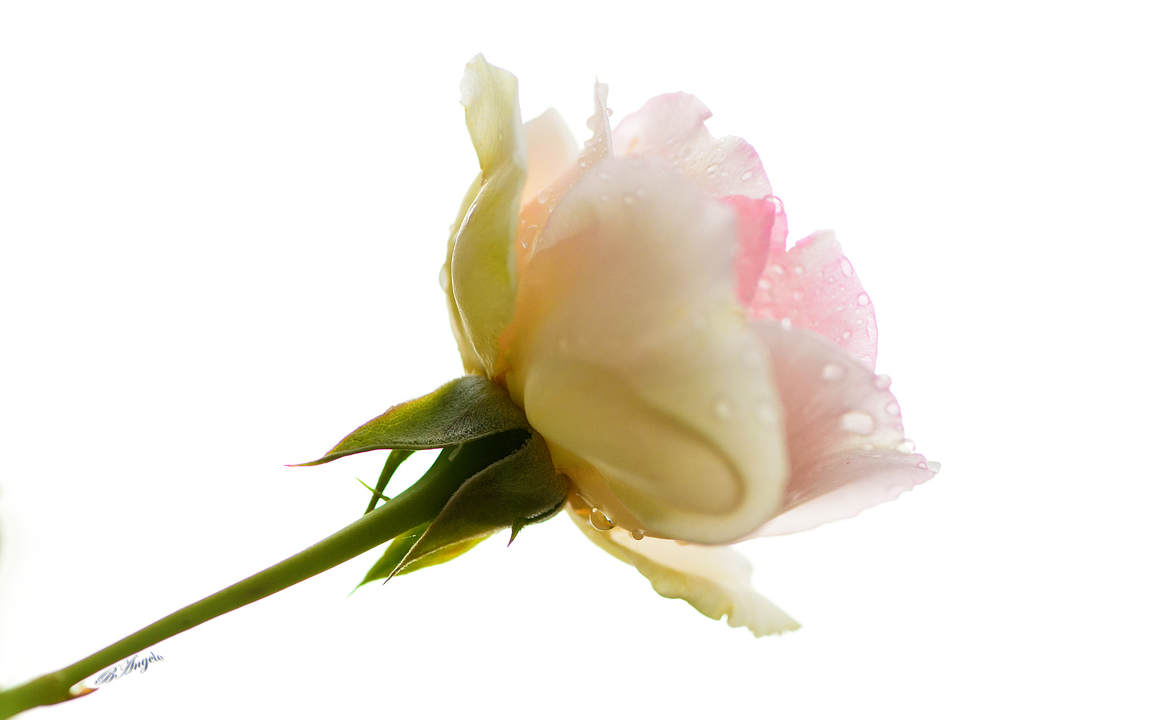 " rosa in controluce "