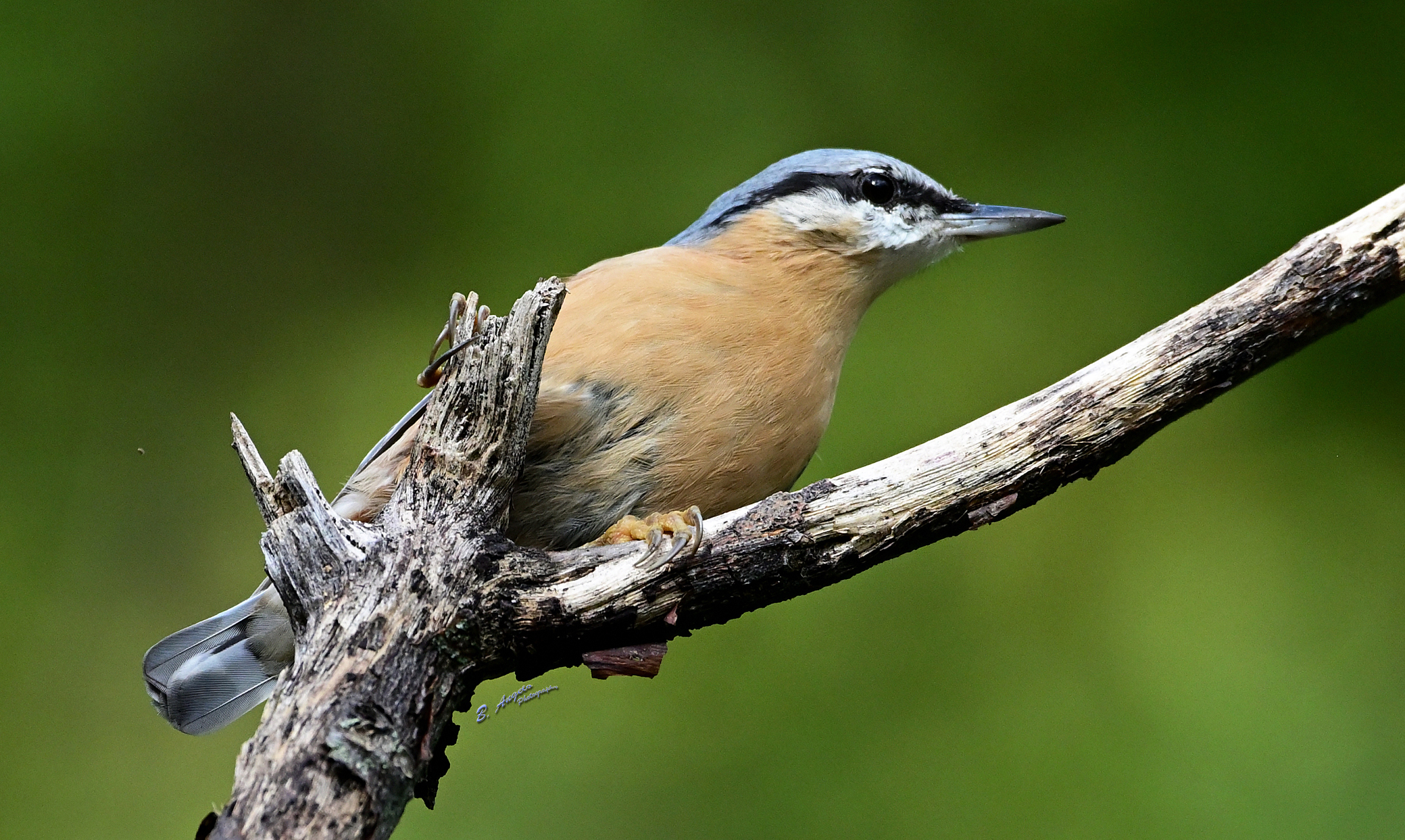 " Picchio muratore "