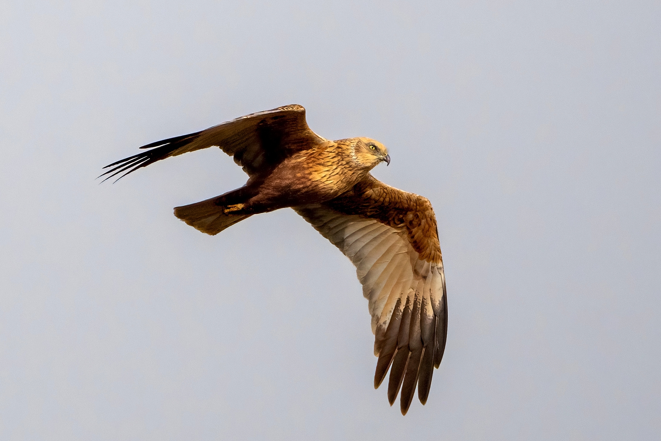 Marsh Harrier (Circus aeruginosus)