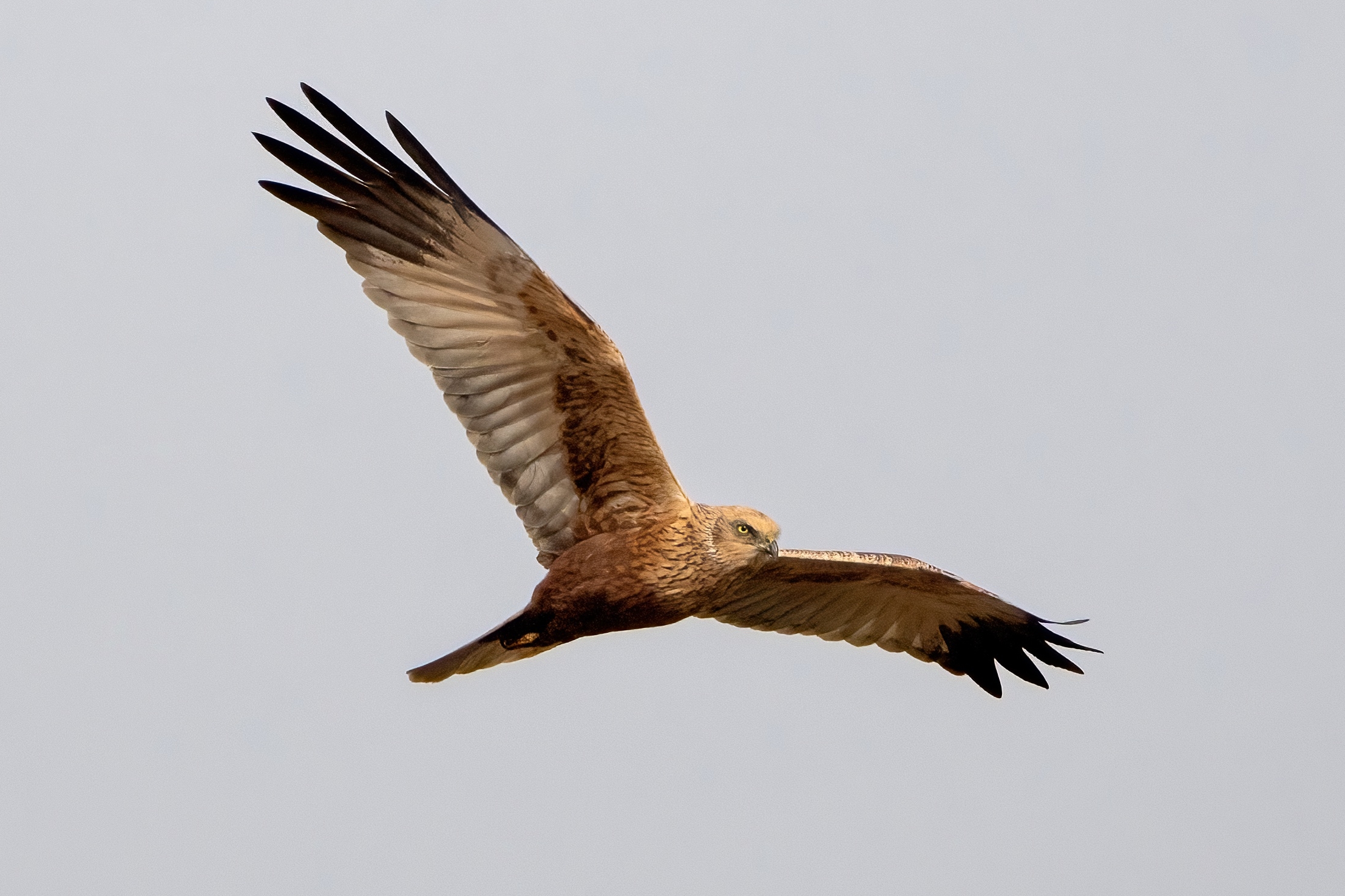Marsh Harrier (Circus aeruginosus)