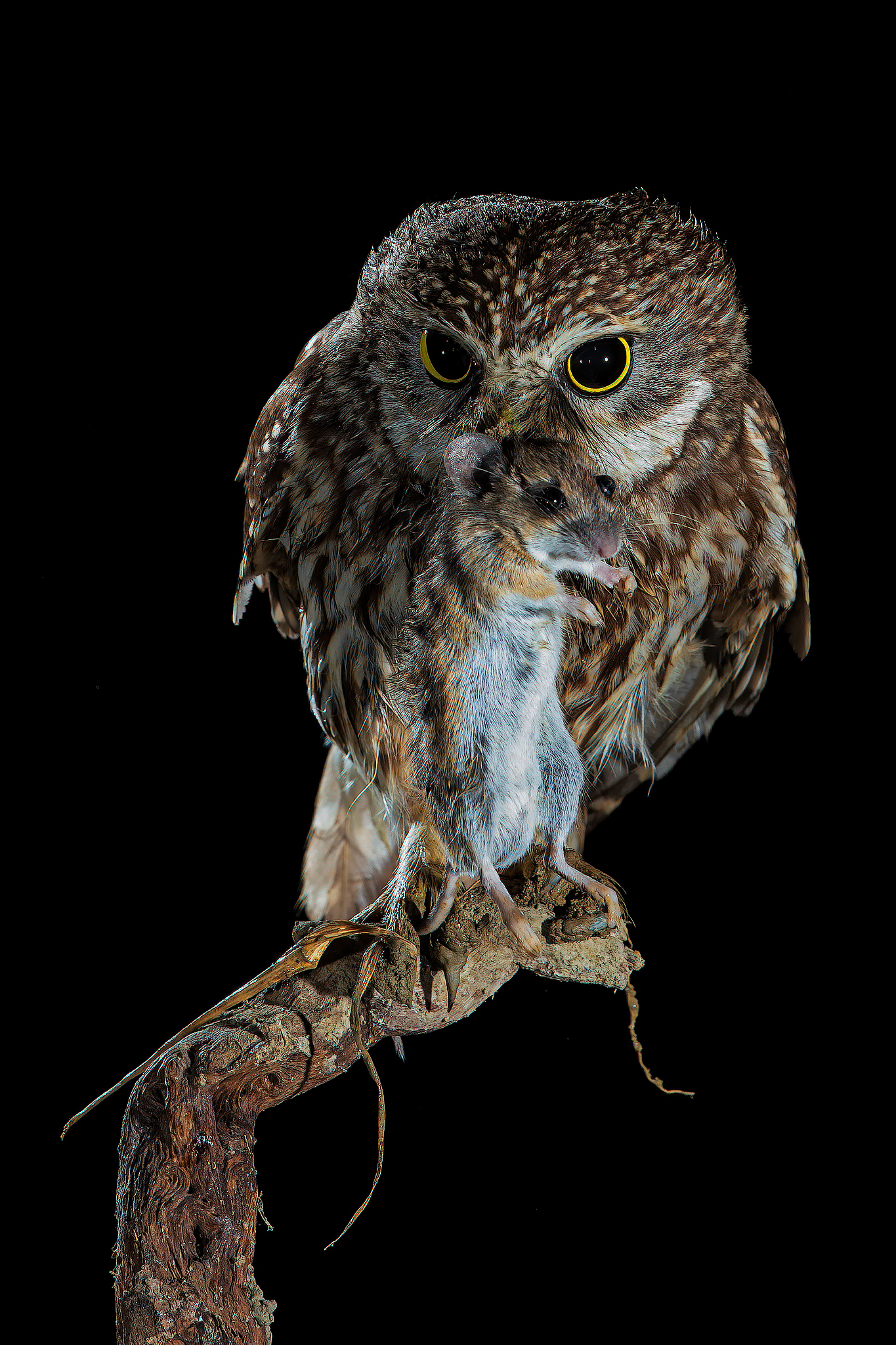 Owl