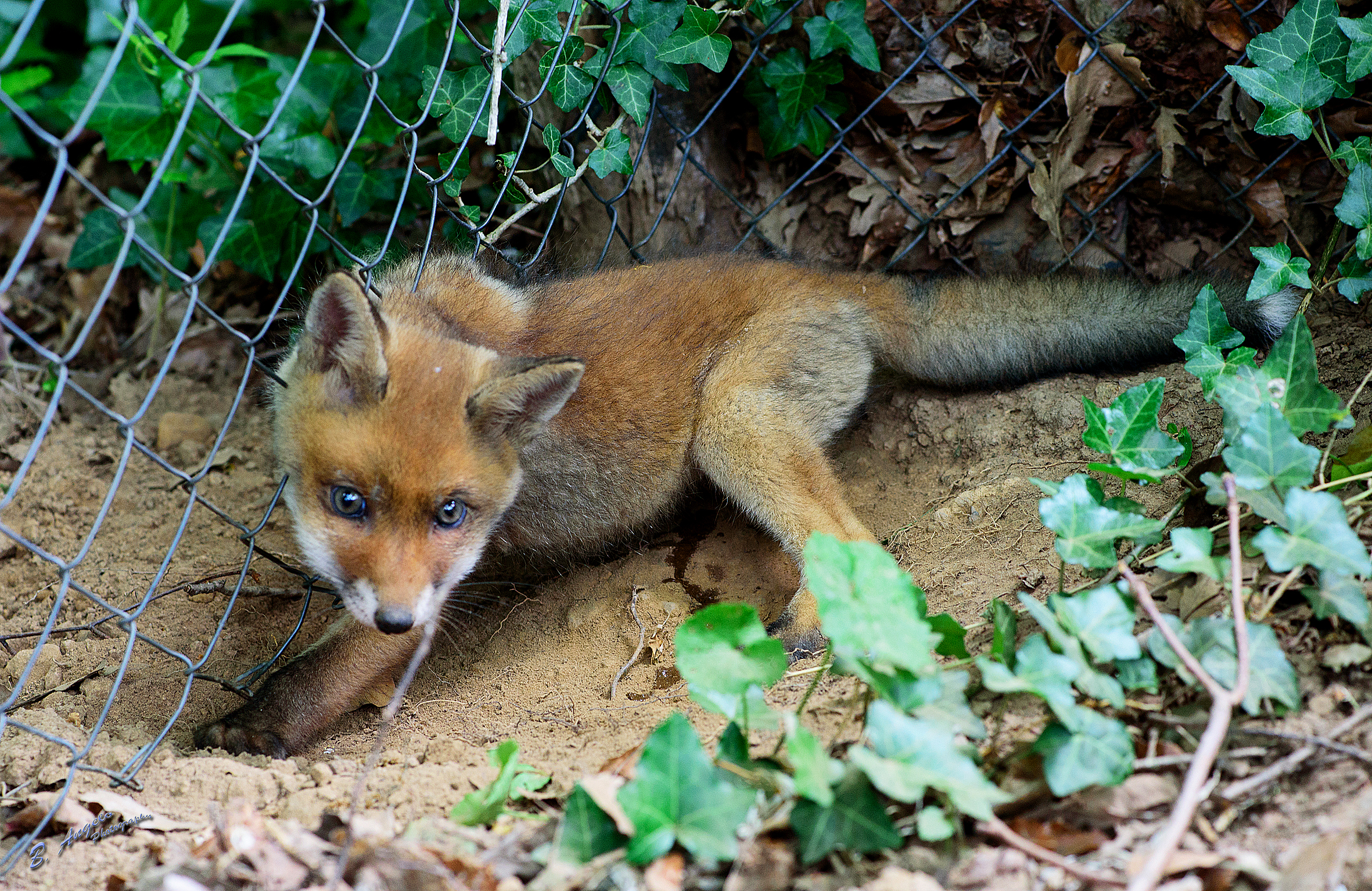 " salavataggio " (volpina intrappolata)