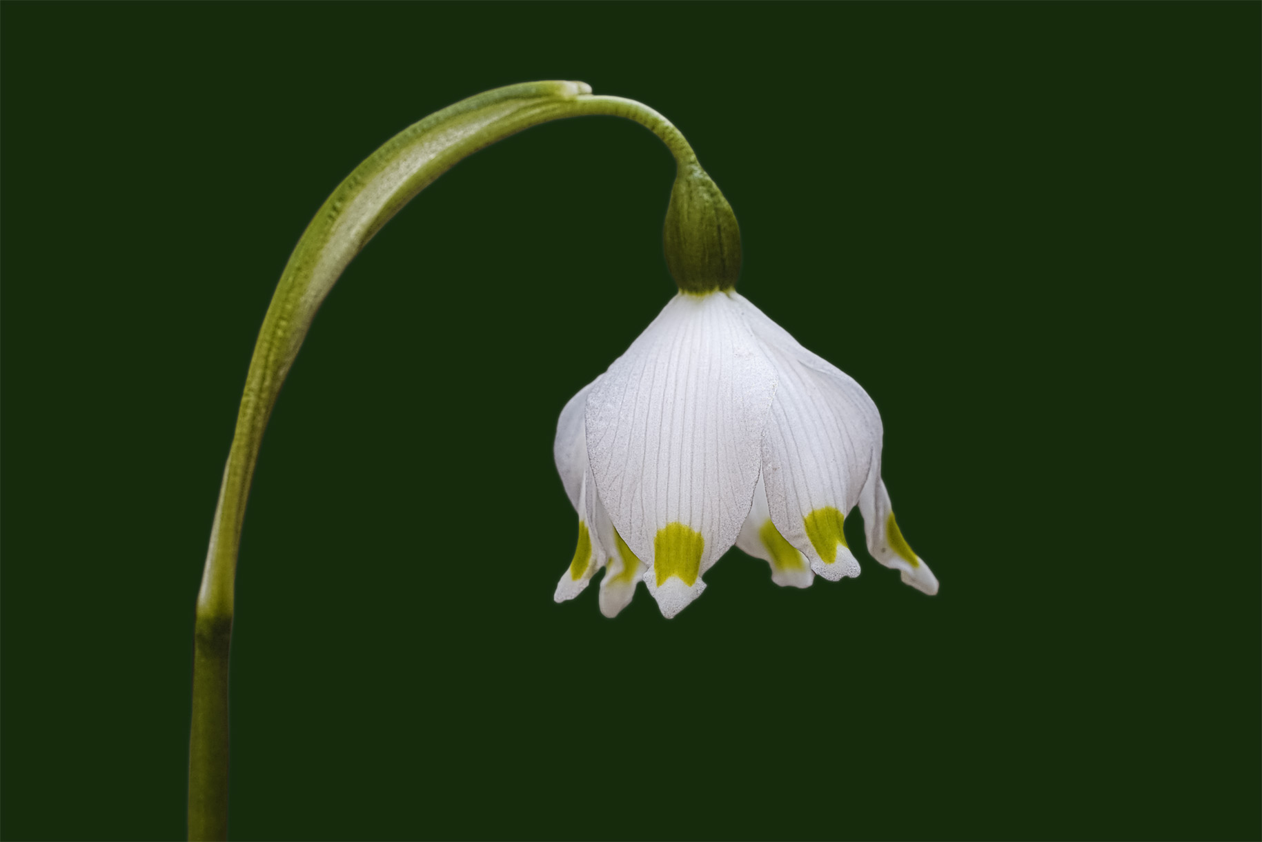 Primavera