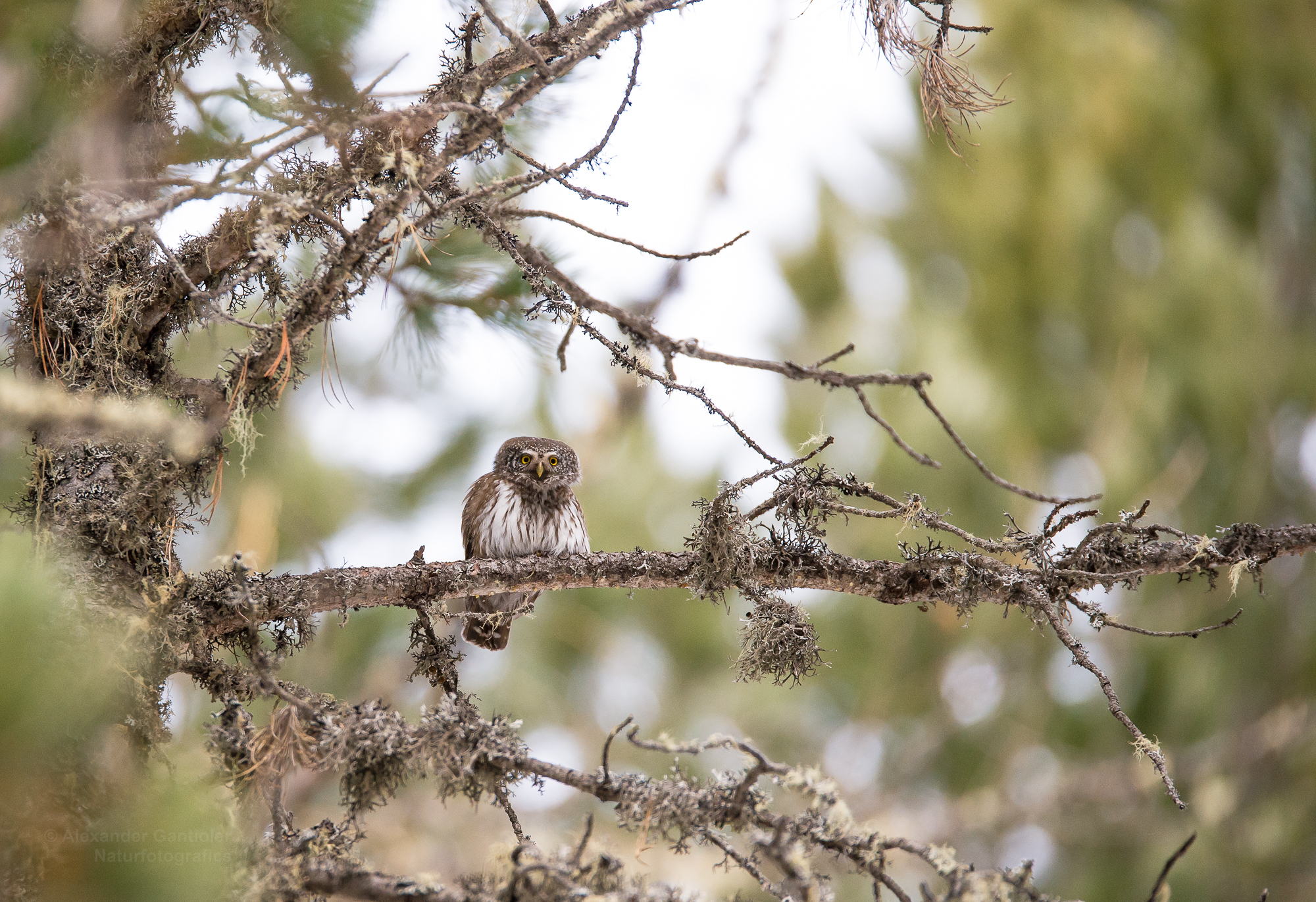 Dwarf Owl