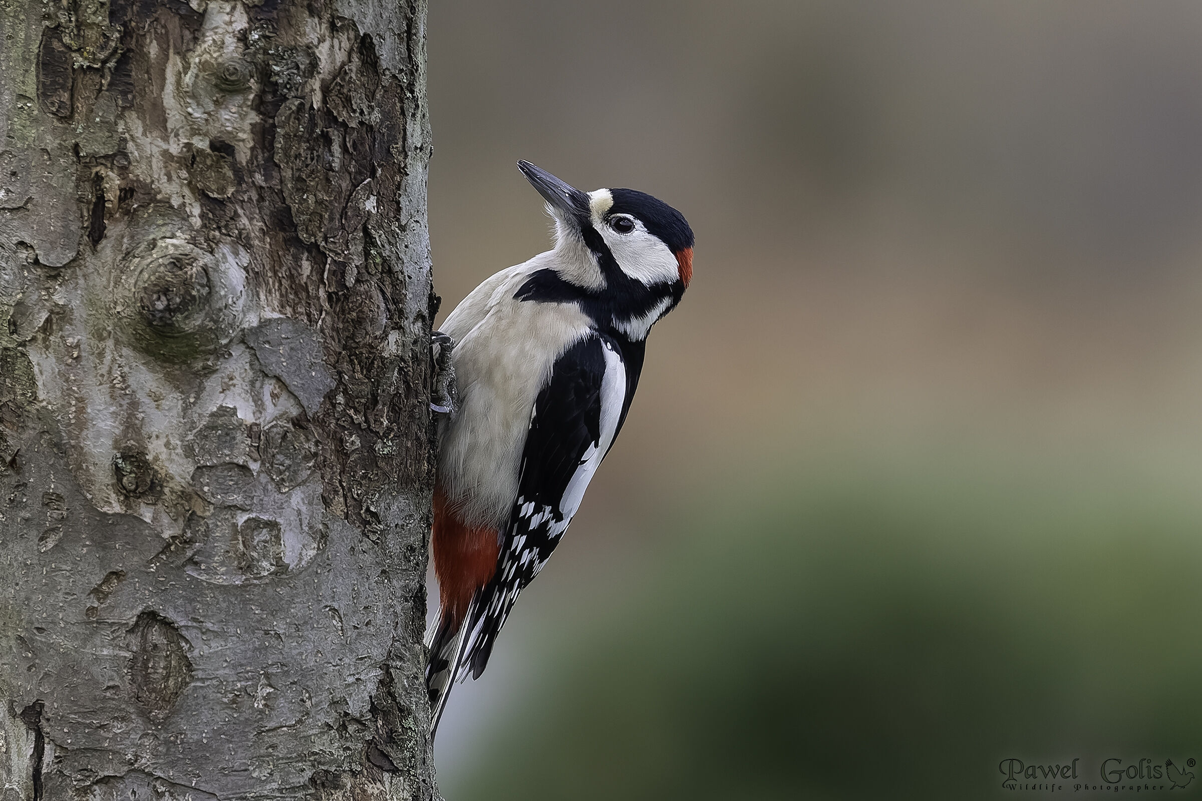 Il picchio rosso maggiore (Dendrocopos major)