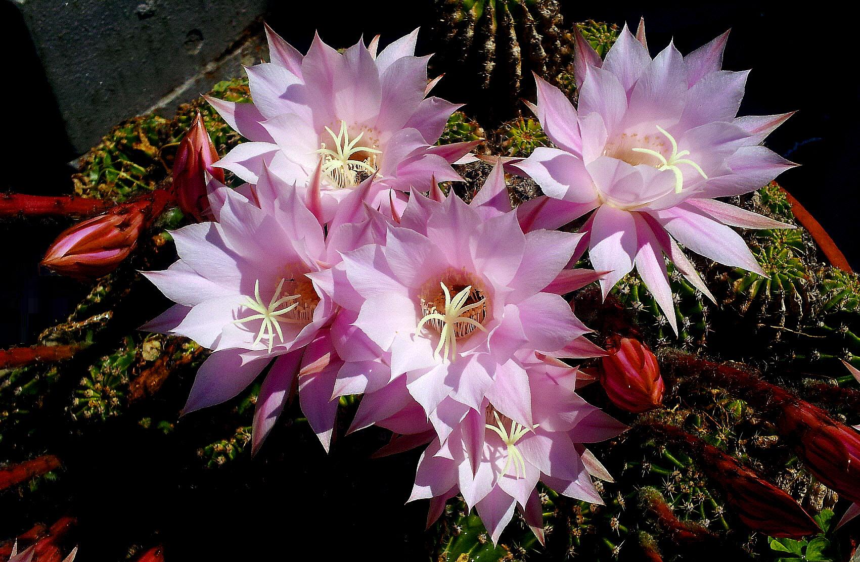 Bellezze dalla fontana