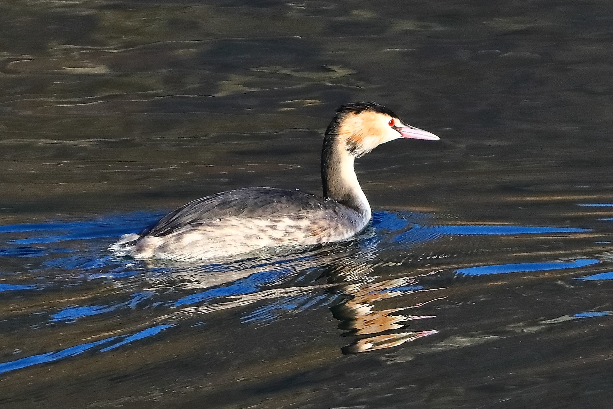 Grebe 24 January 2024 - 0086