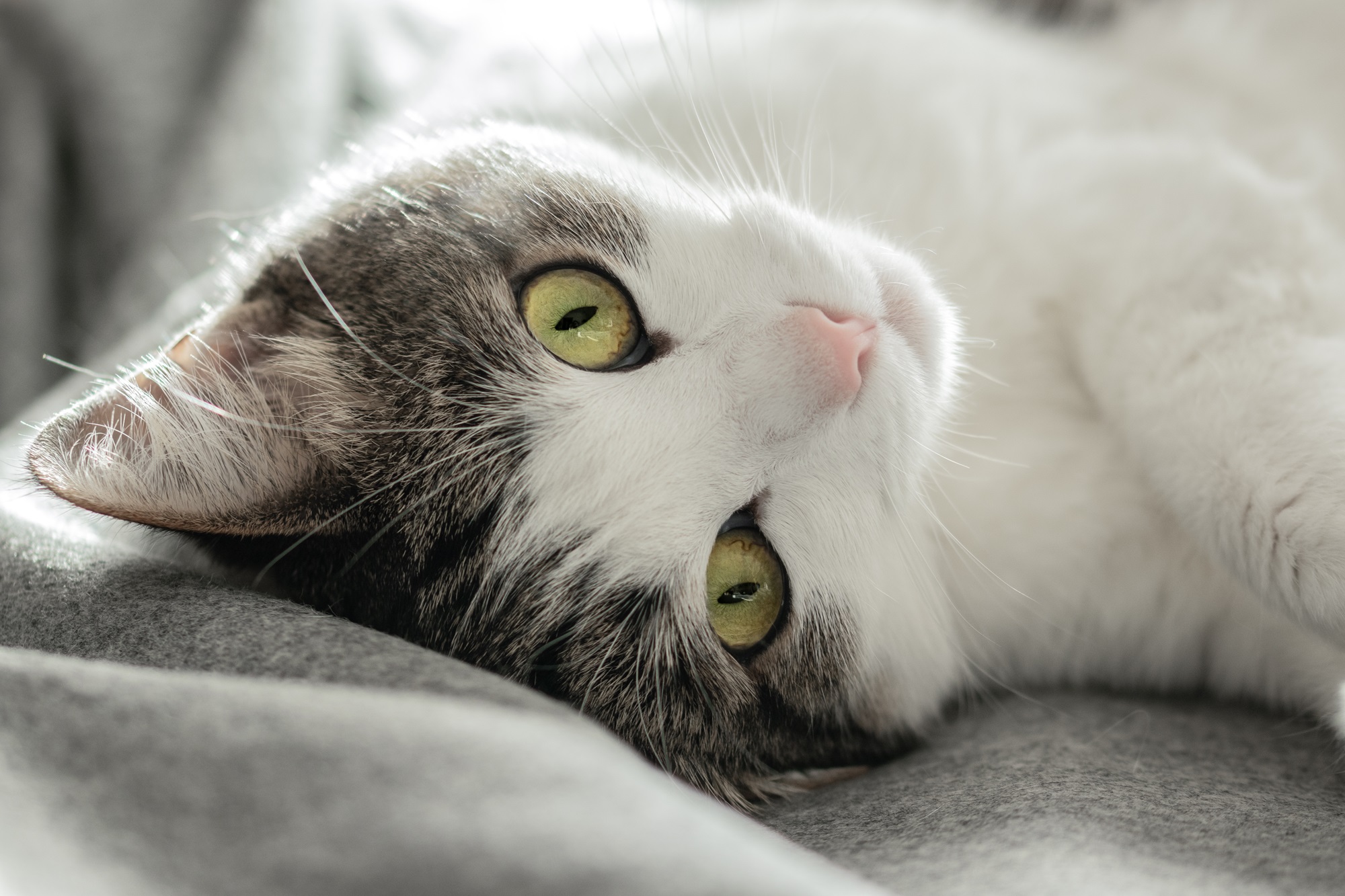 Modalità coccole