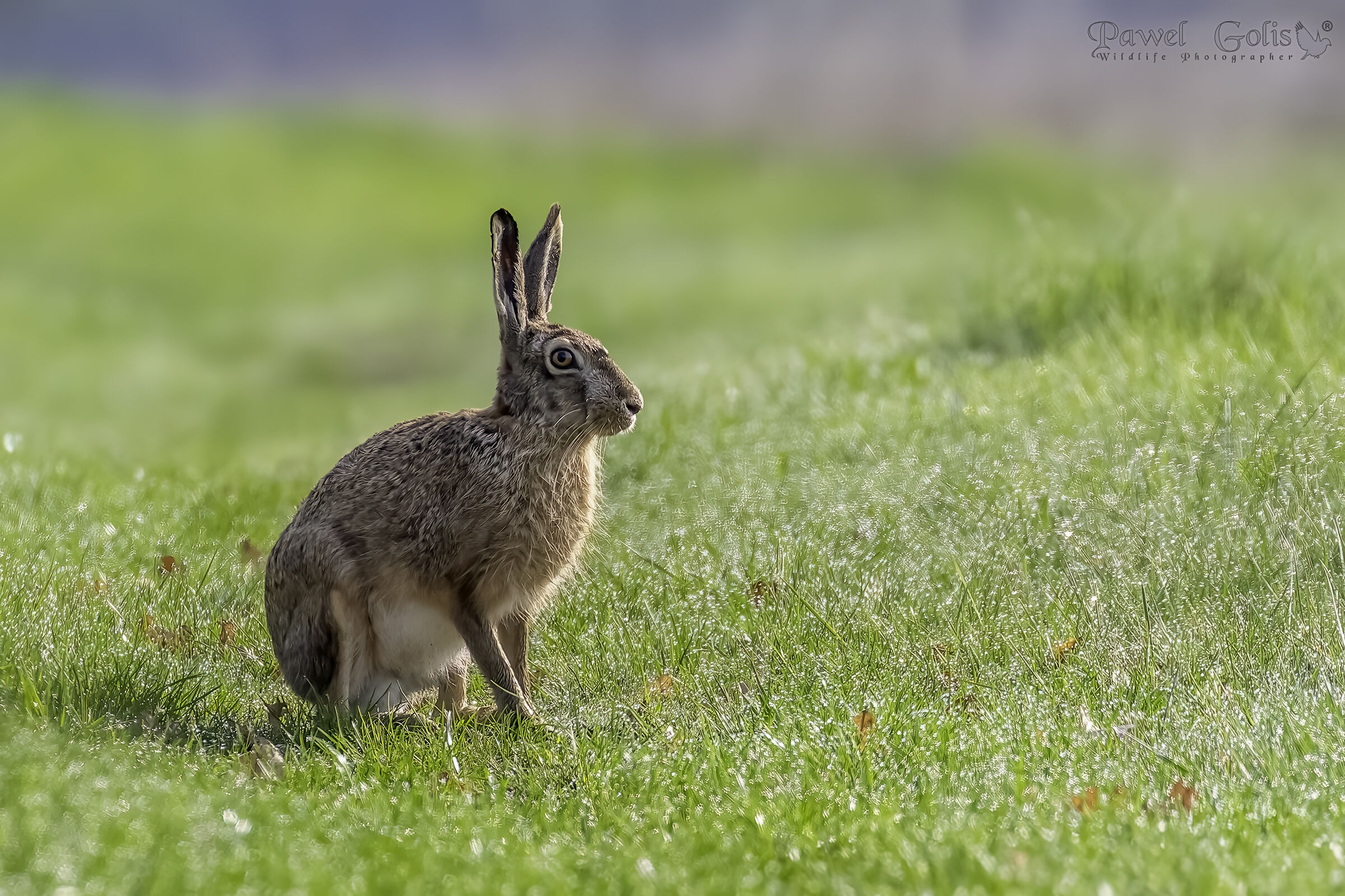 Lepre europea (Lepus europaeus)