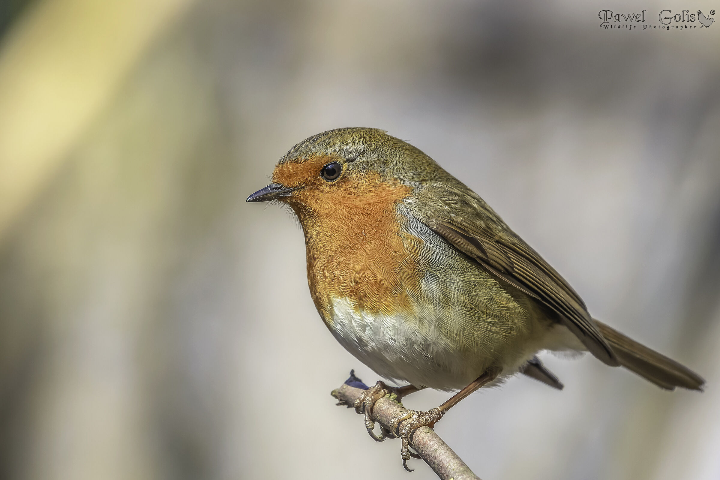 Pettirosso europeo (Erithacus rubecula)