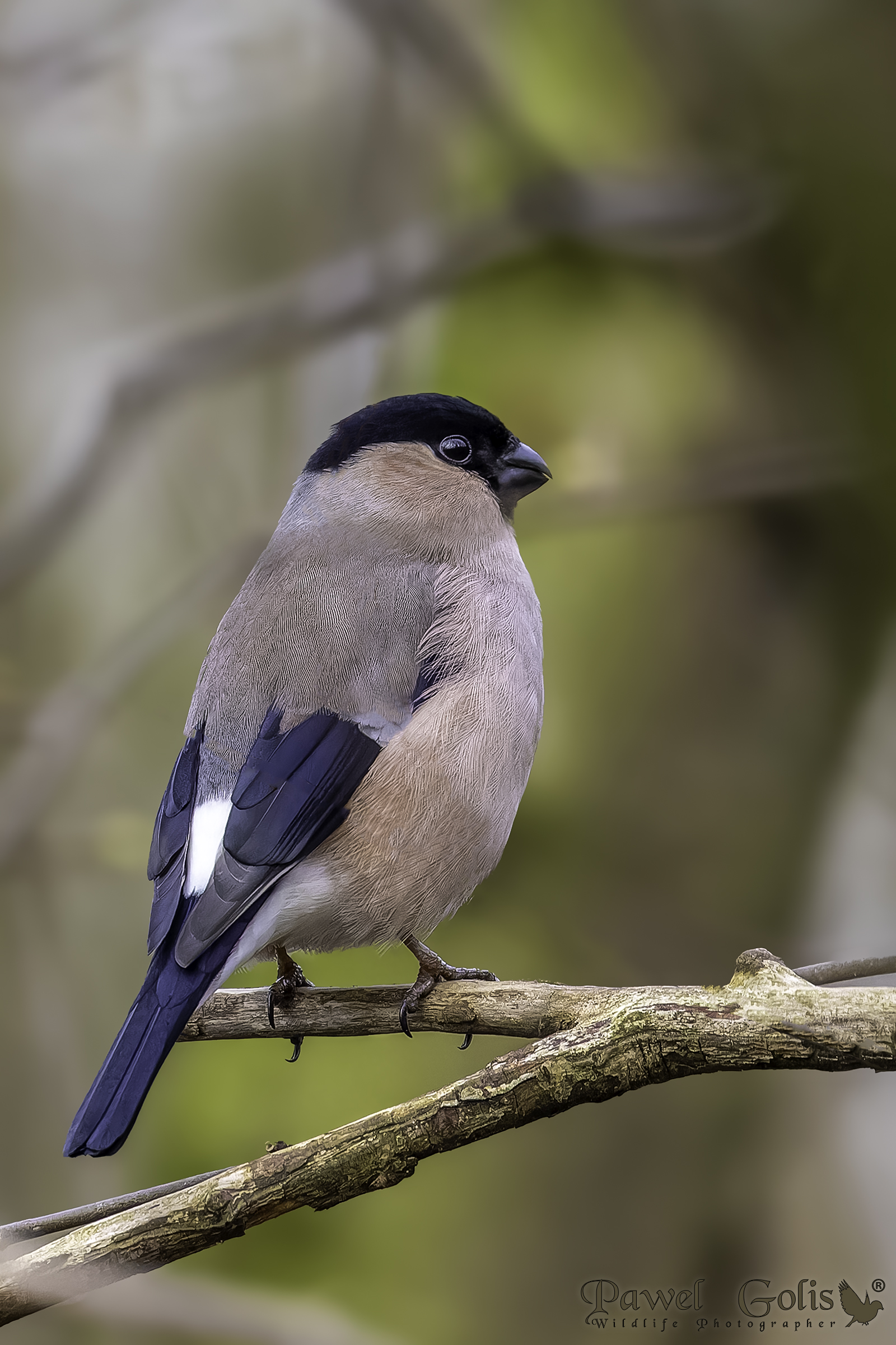 Ciuffolotto eurasiatico (Pyrrhula pyrrhula)