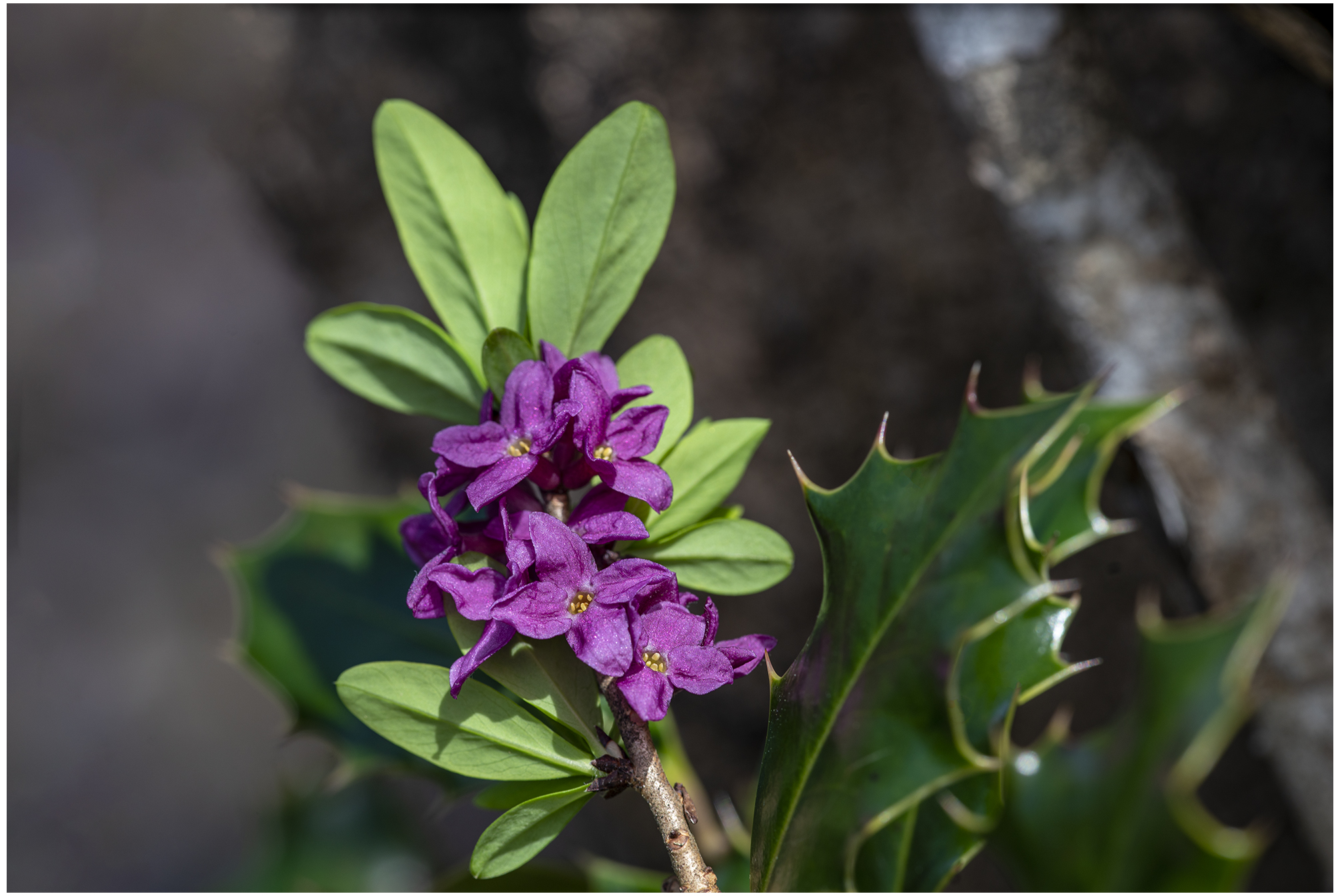 Flowers of St. Joseph.