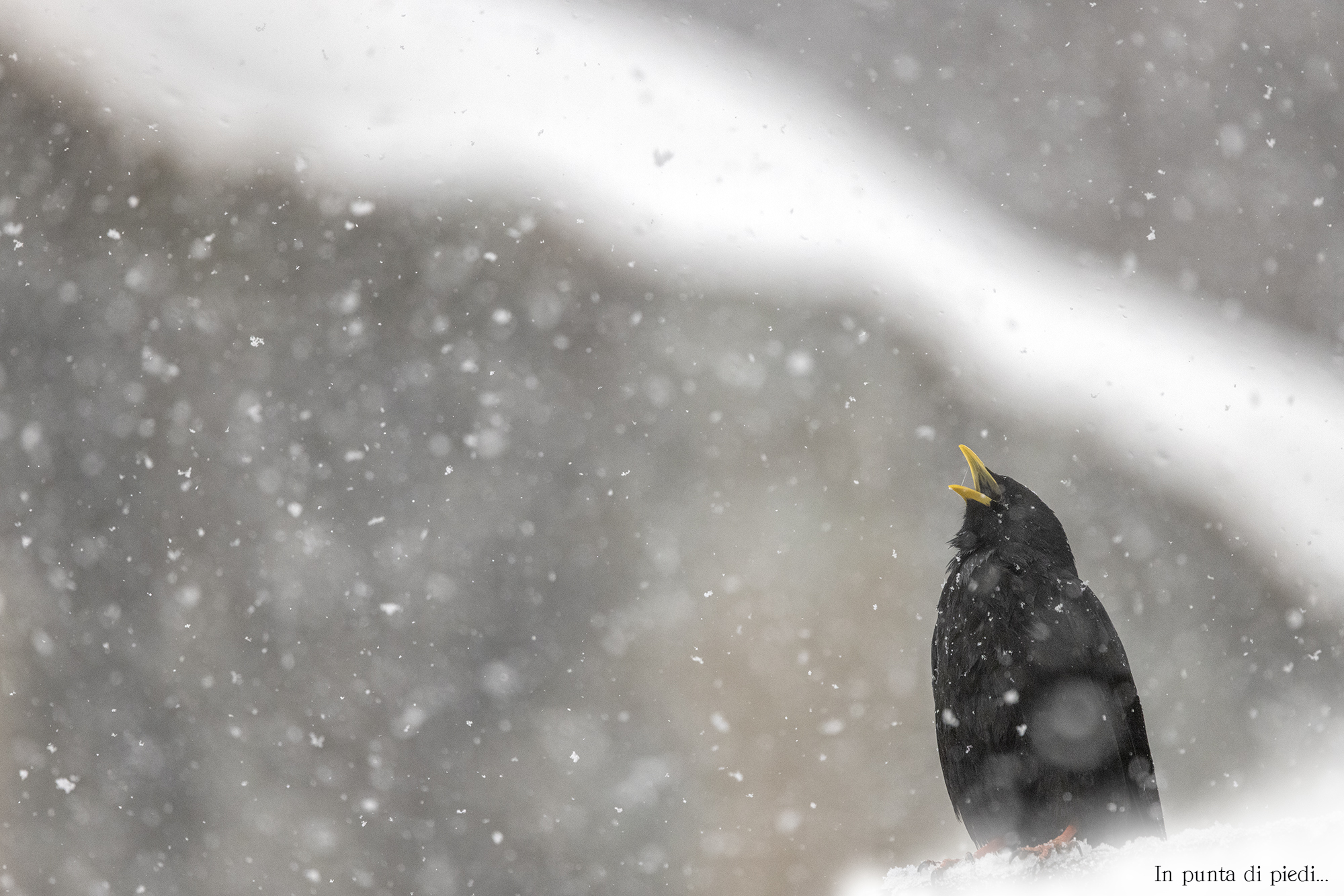 the sound of the Alpine chough or yellow-billed chough