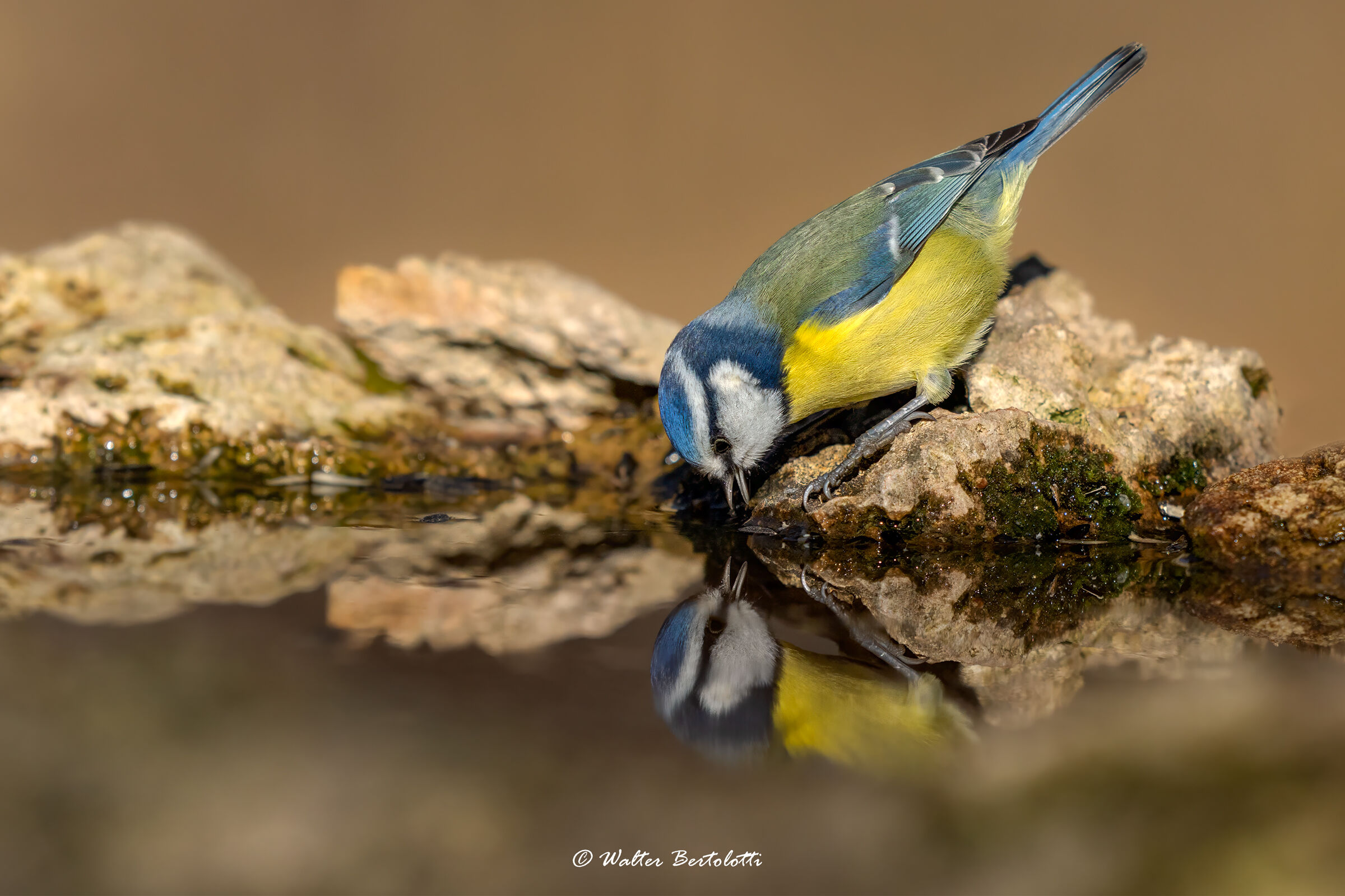 battibecchi allo specchio