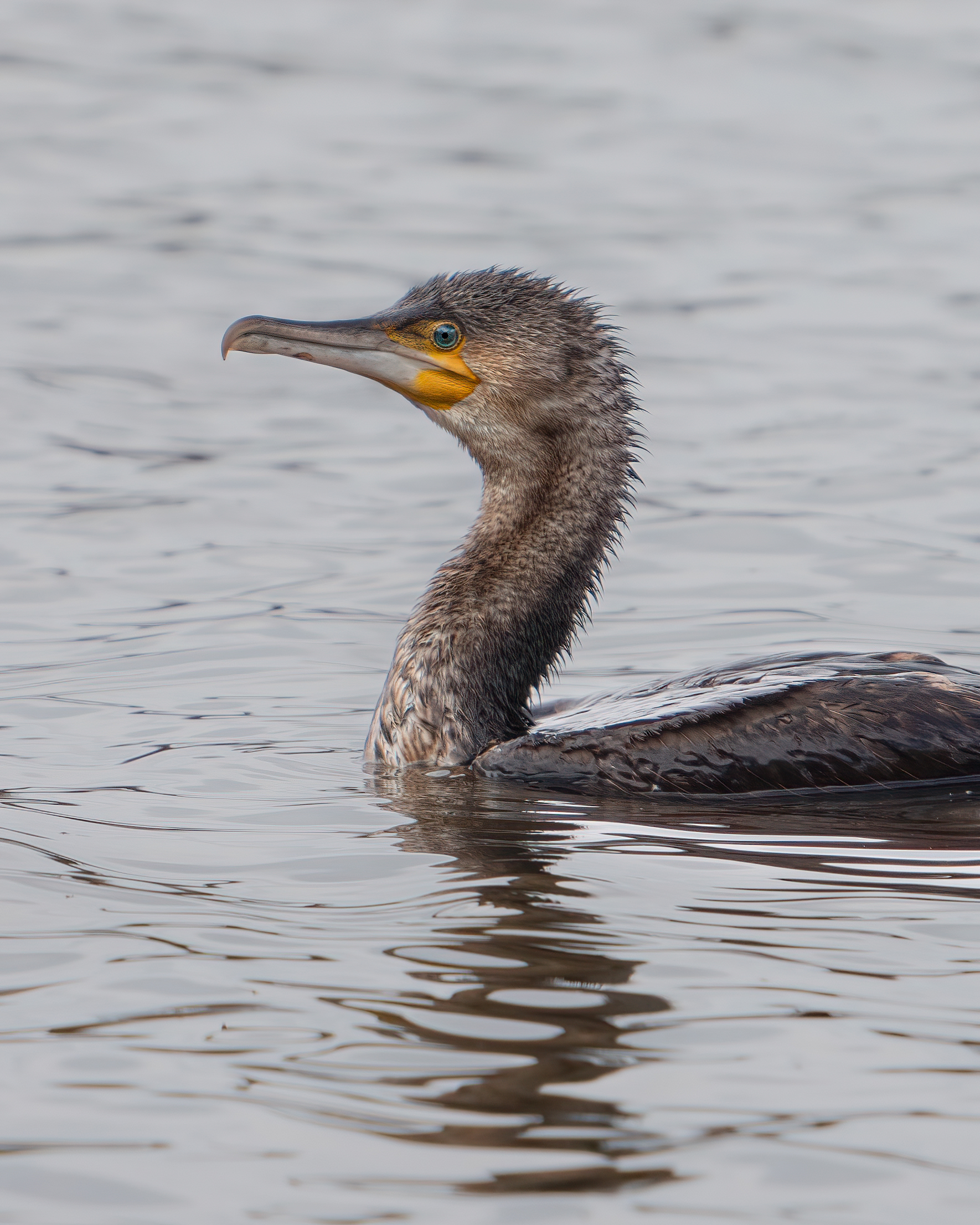 Cormorant