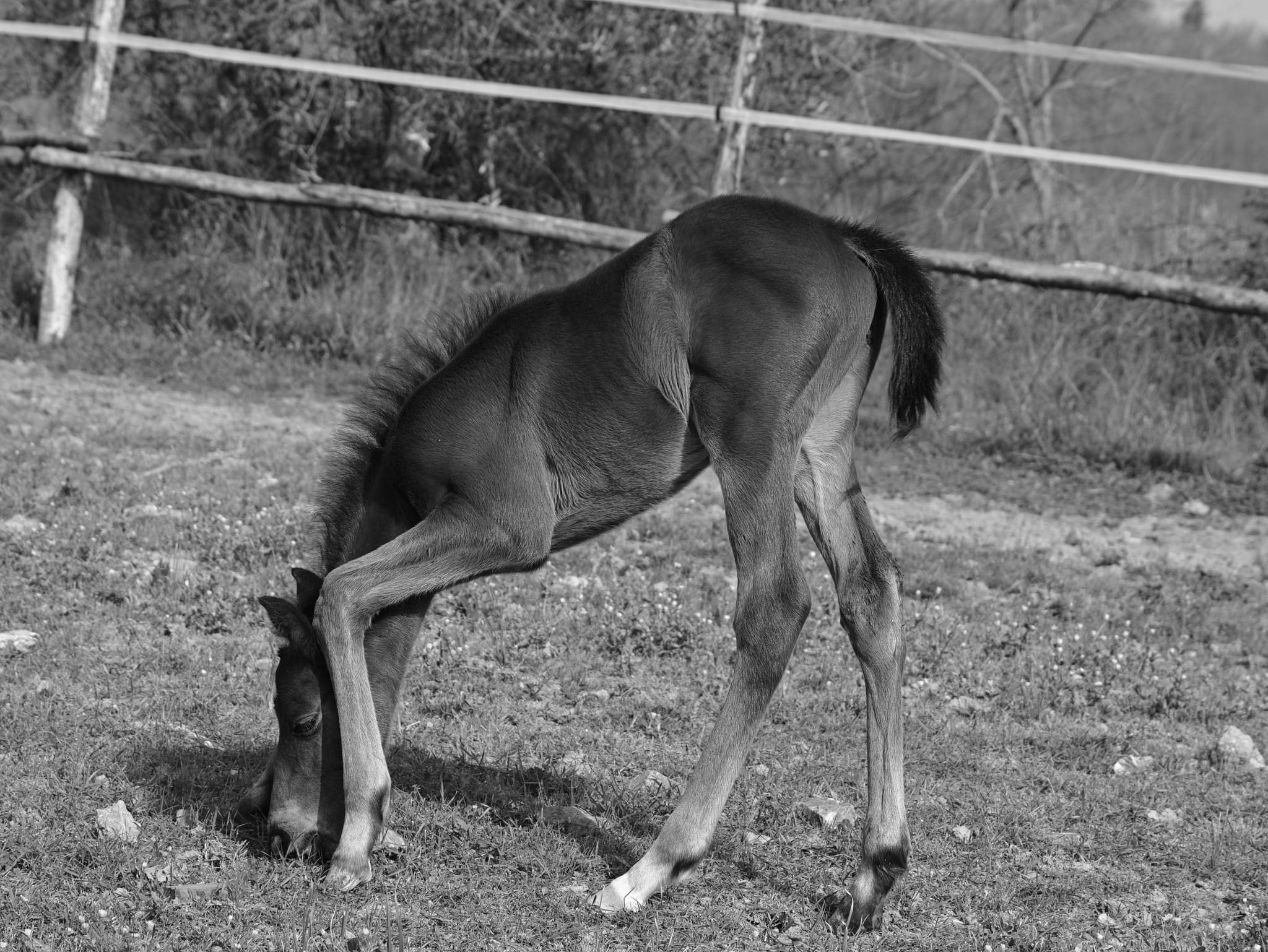 Foal