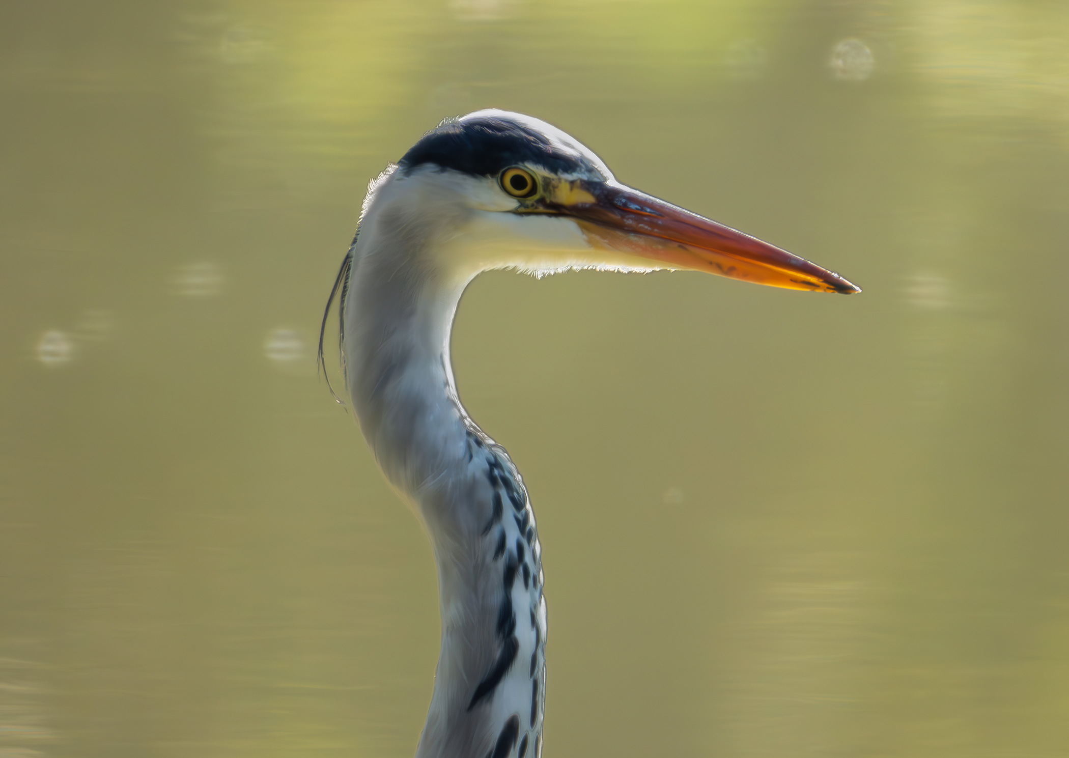 Grey heron