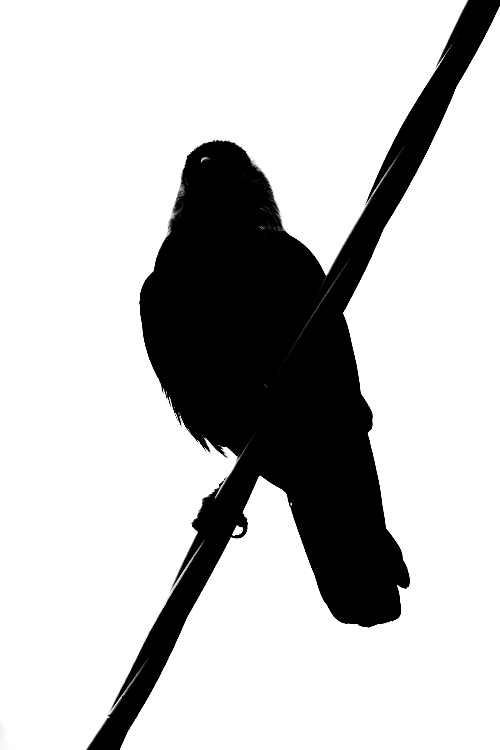 Snow Jackdaw Silhouette