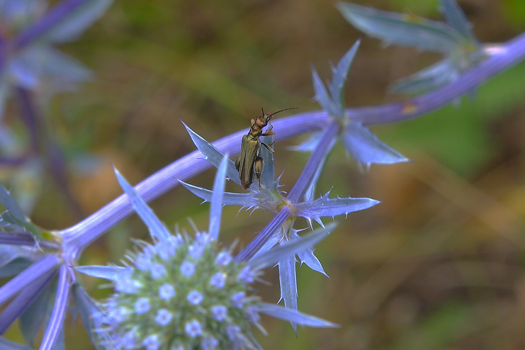 Oedemera flavipes