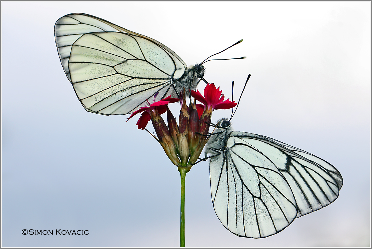 Black-veined White