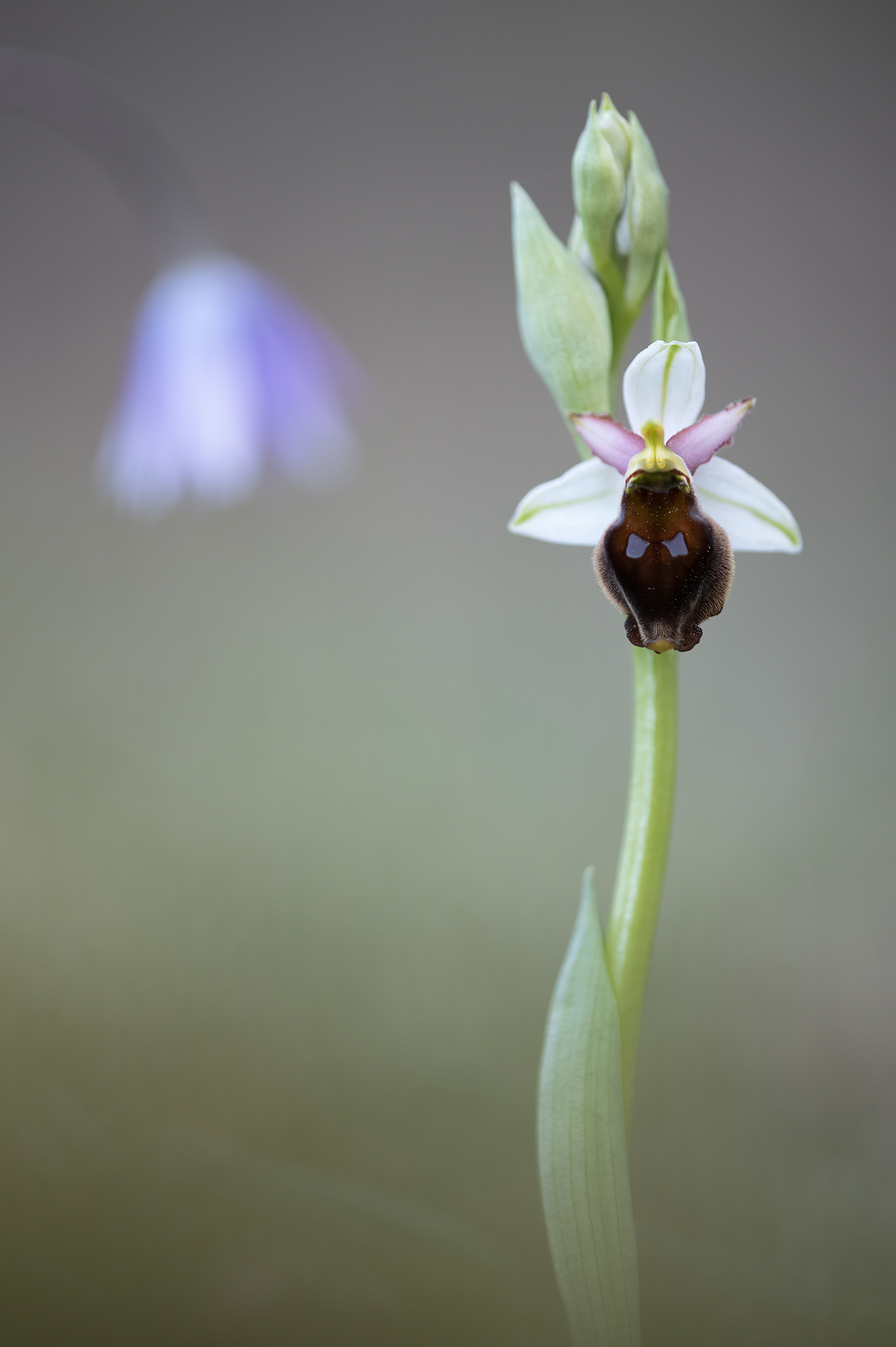 Ophrys crabronifera