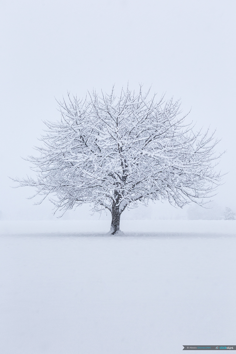 The Lonely Cherry Tree