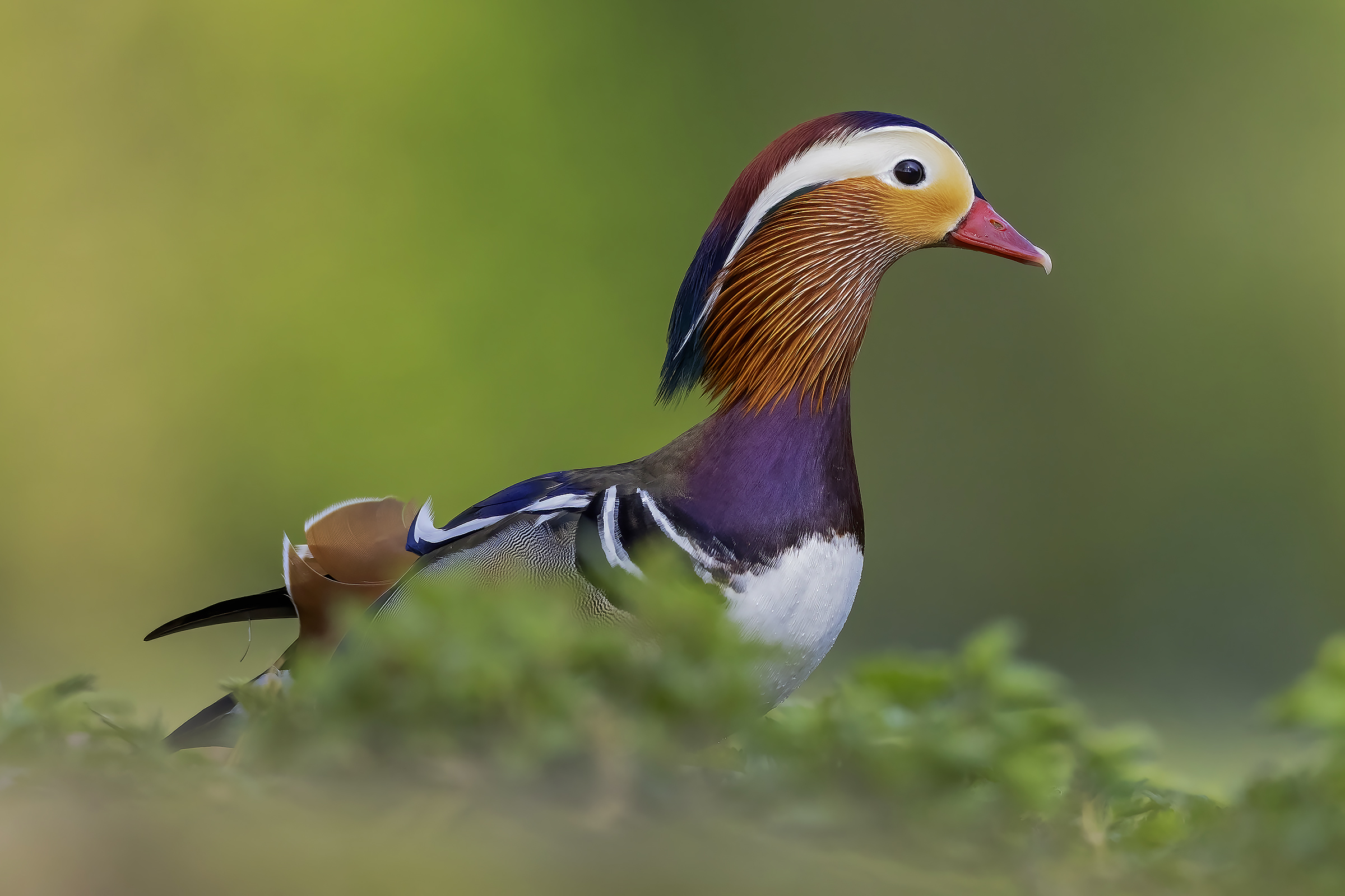 A green Mandarina ....