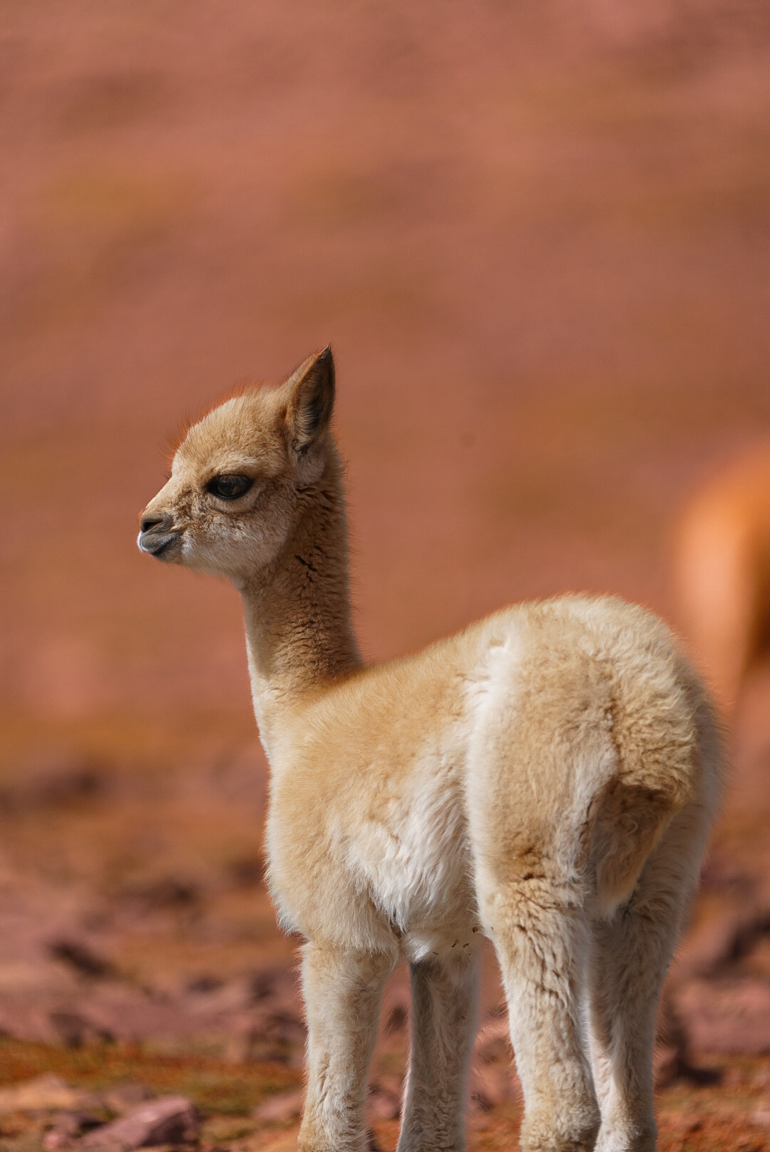Bicuña bebe