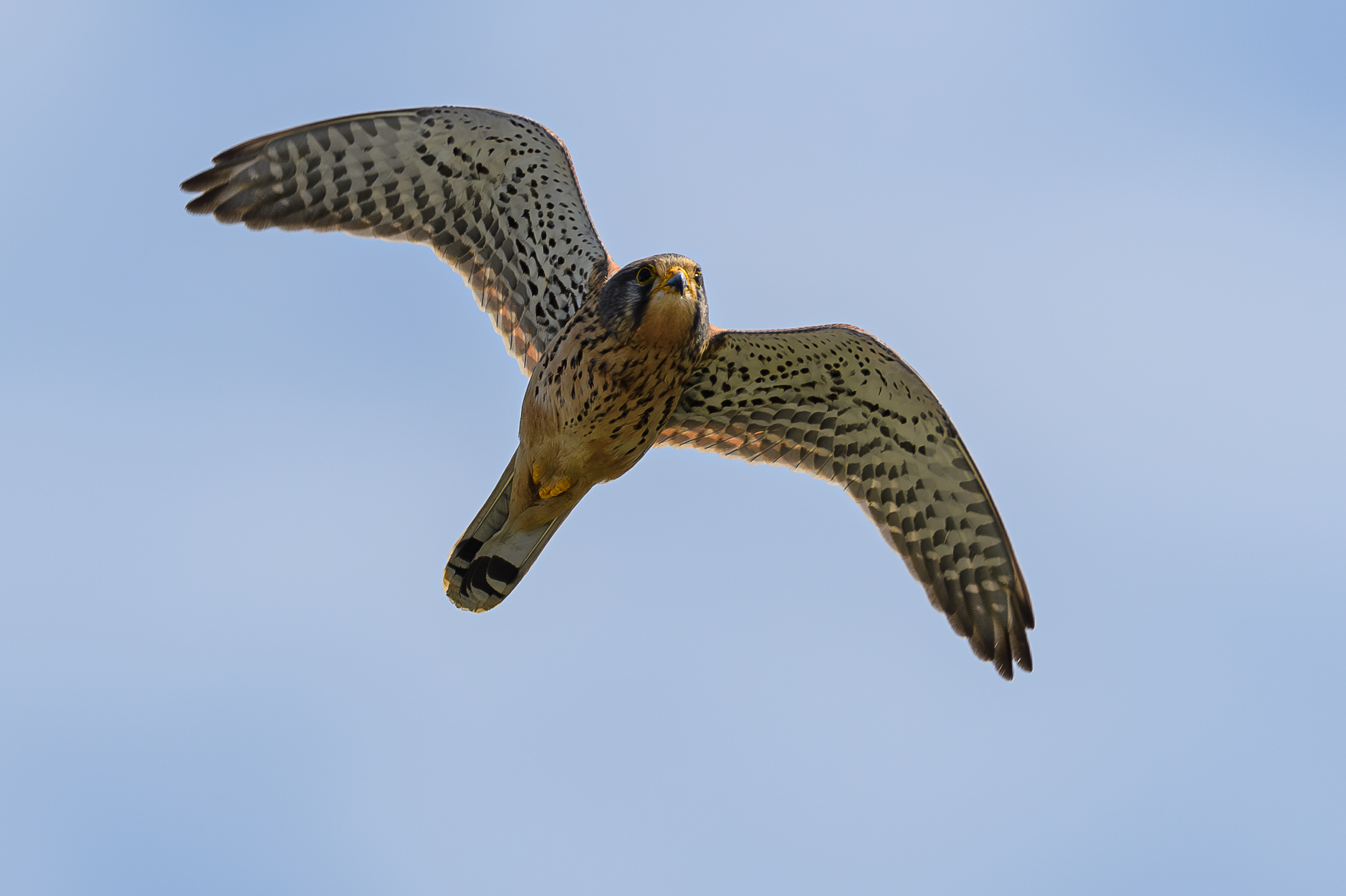 Kestrel