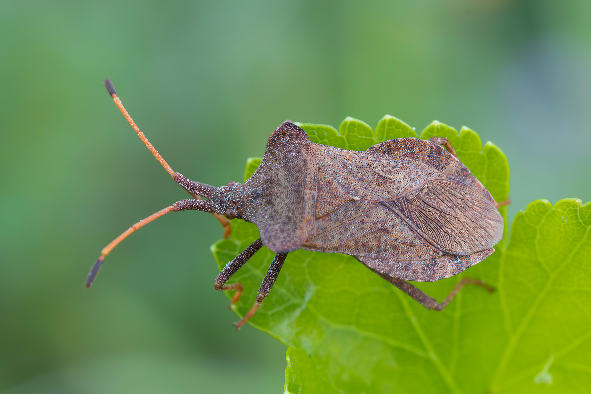 Coreus marginatus