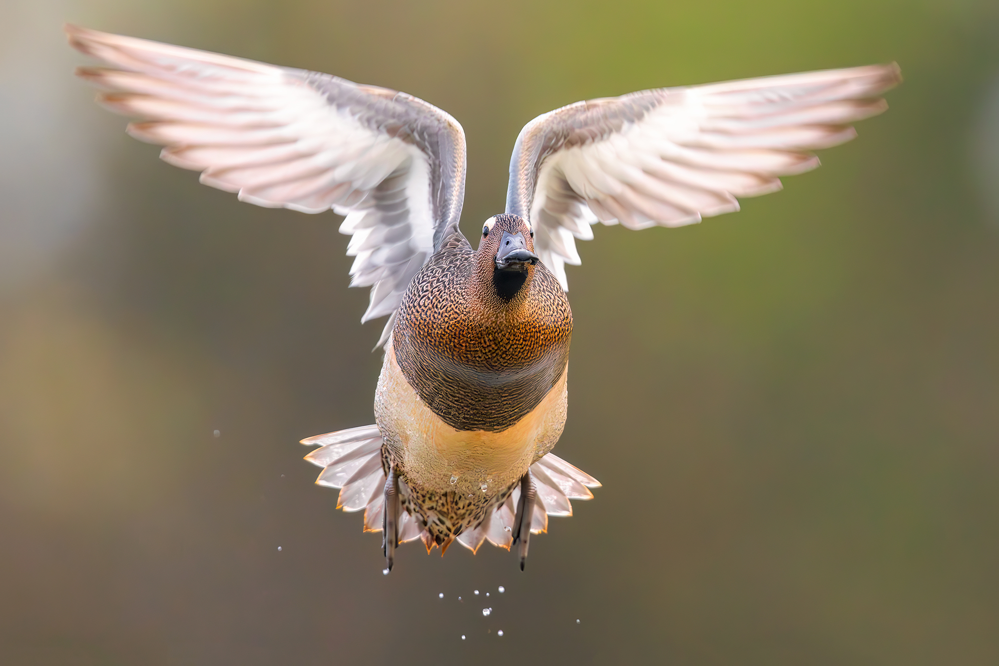 Marzaiola 2X iso 12800