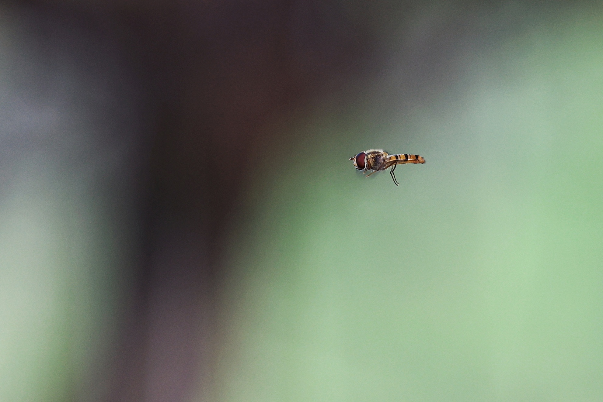 Episyrphus balteatus