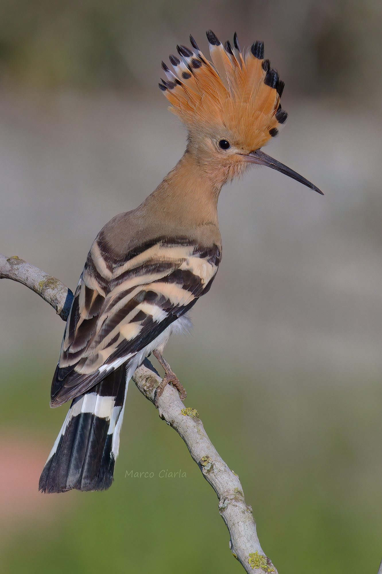 Upupa (Upupa epops)