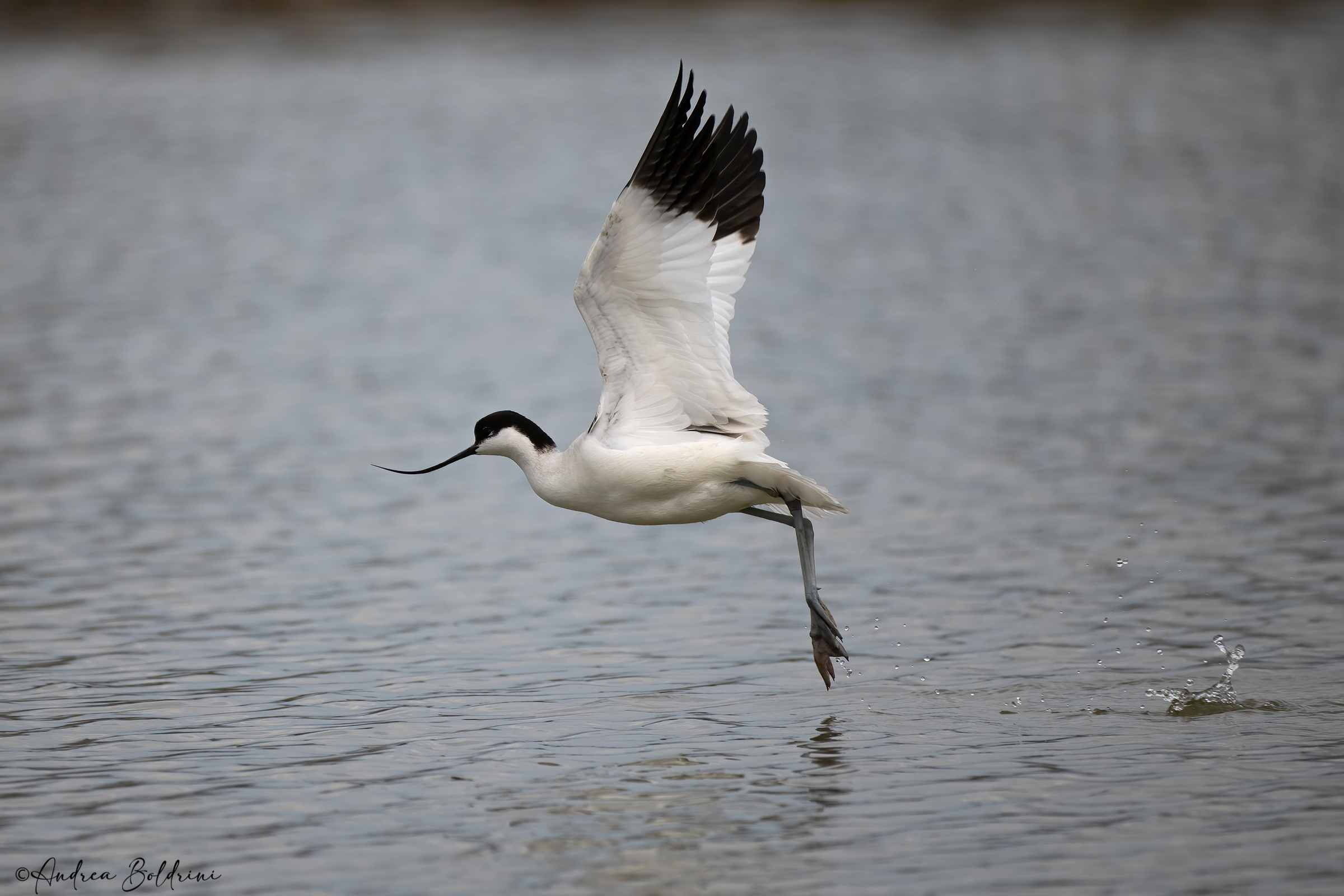 Avocetta