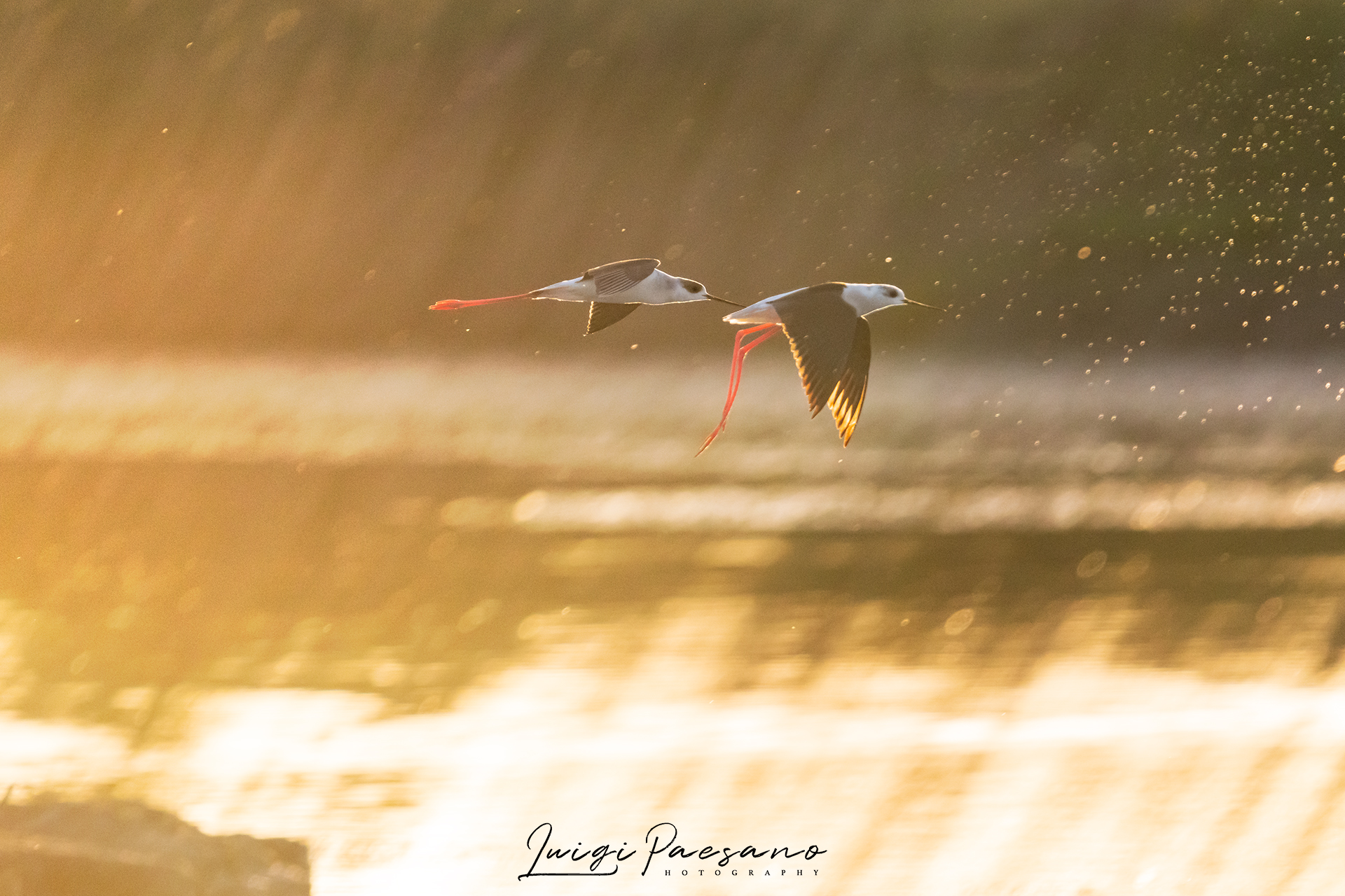 Knights of Italy in flight at sunset