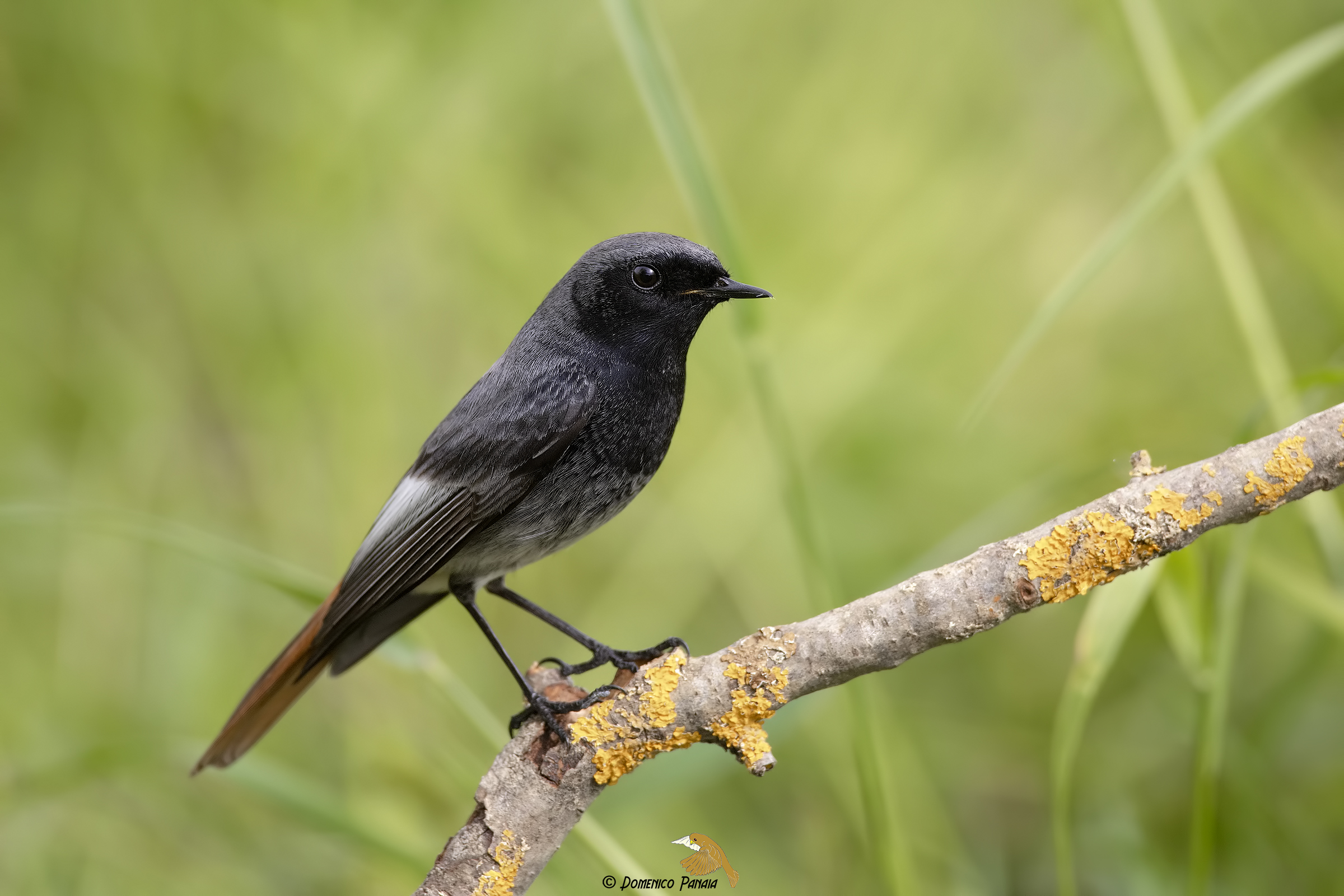 codirosso spazzacamino