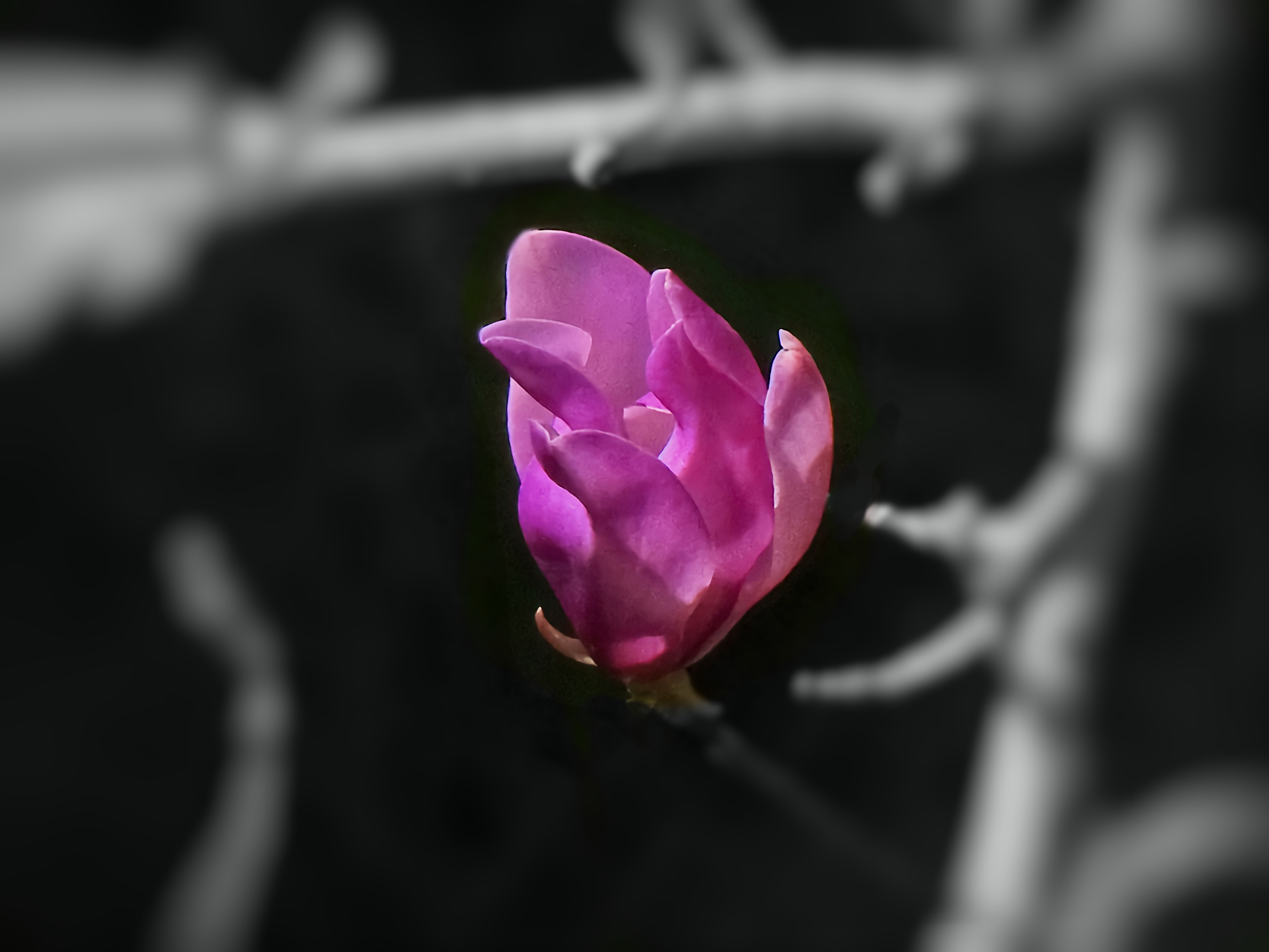 Magnolia soulangeana