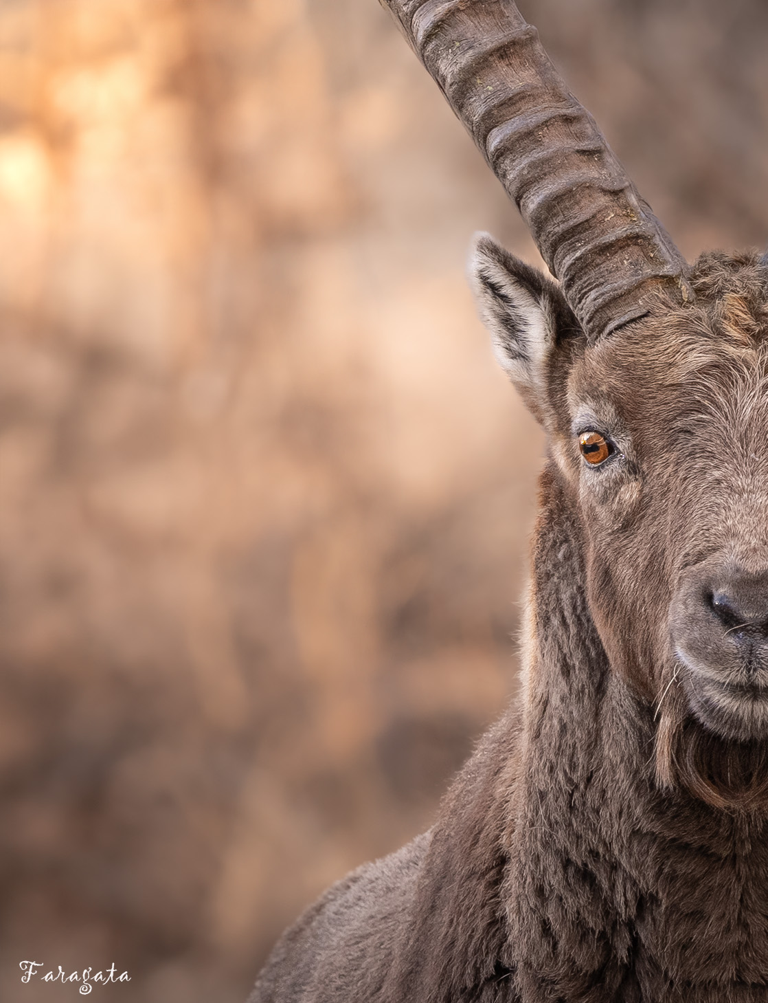 IBEX Portrait