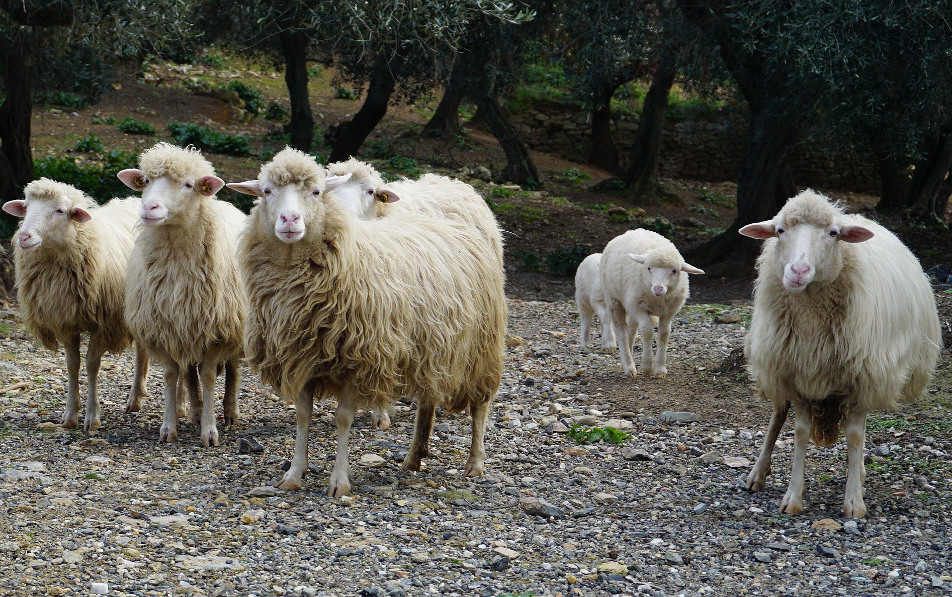 Scansione all'intruso!