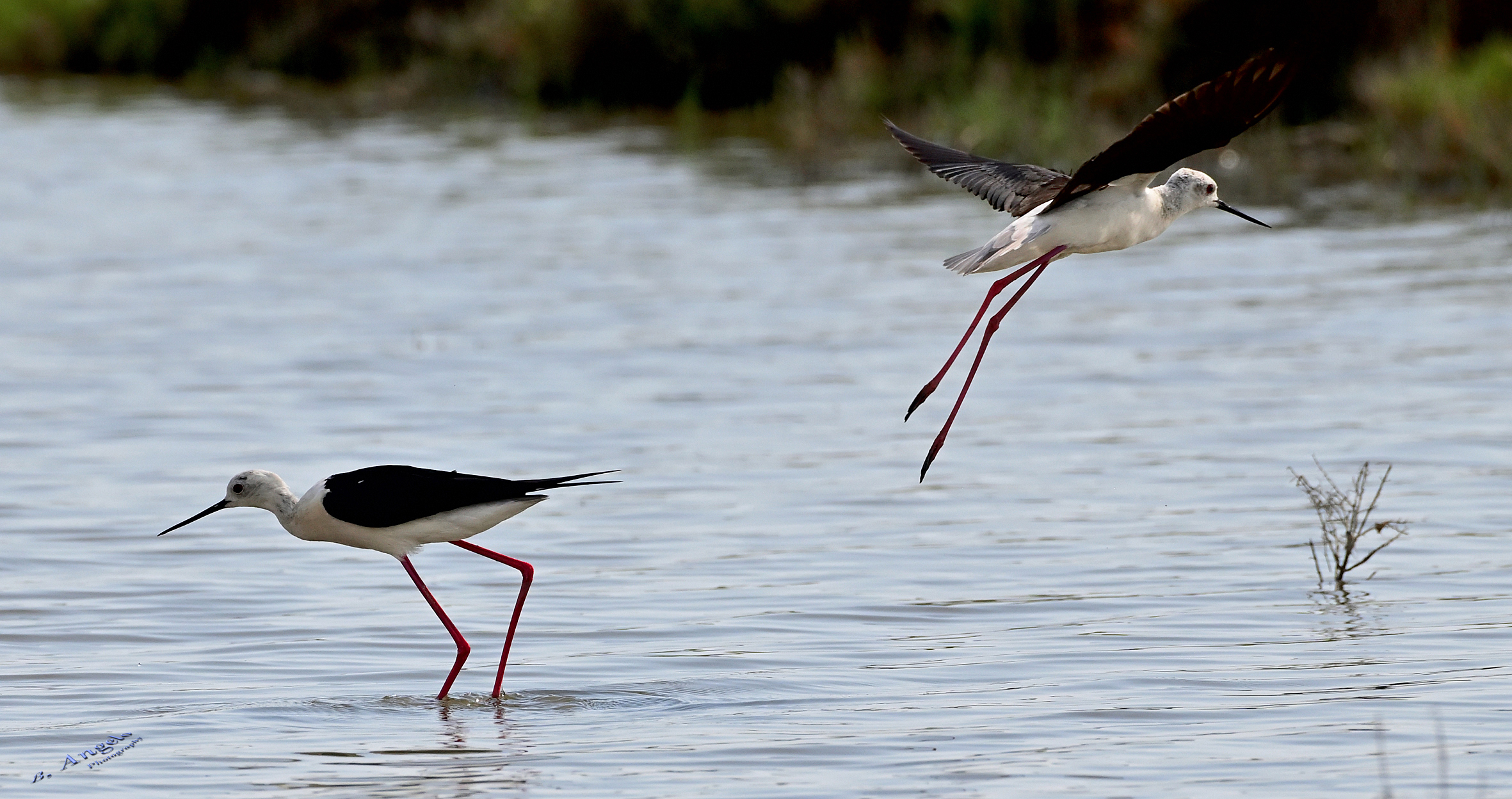 " cavalieri d'Italia "